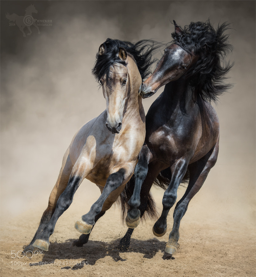 Canon EOS 7D Mark II sample photo. Two spanish stallions playing photography