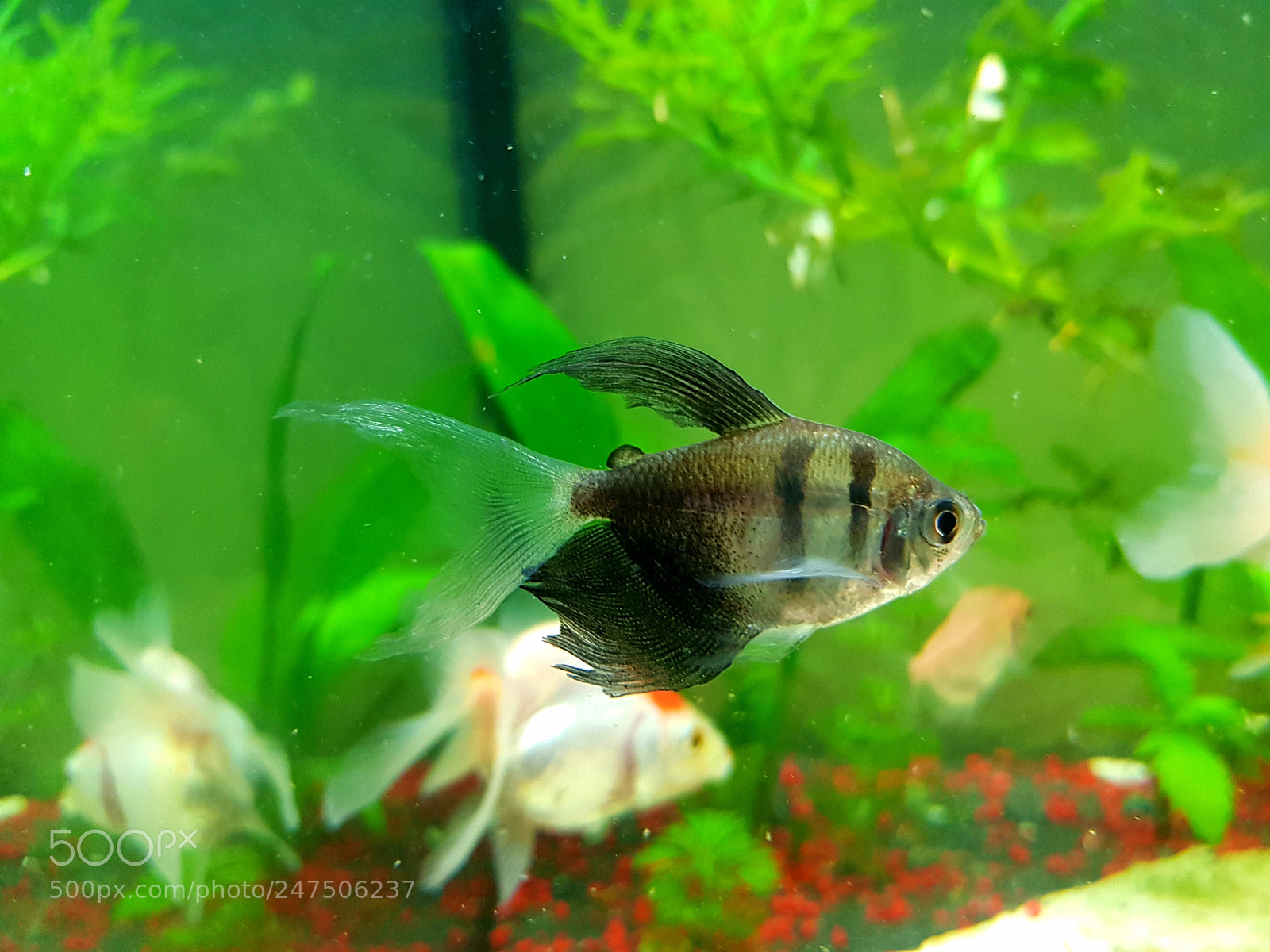 Samsung Galaxy S8+ sample photo. Black tetra photography