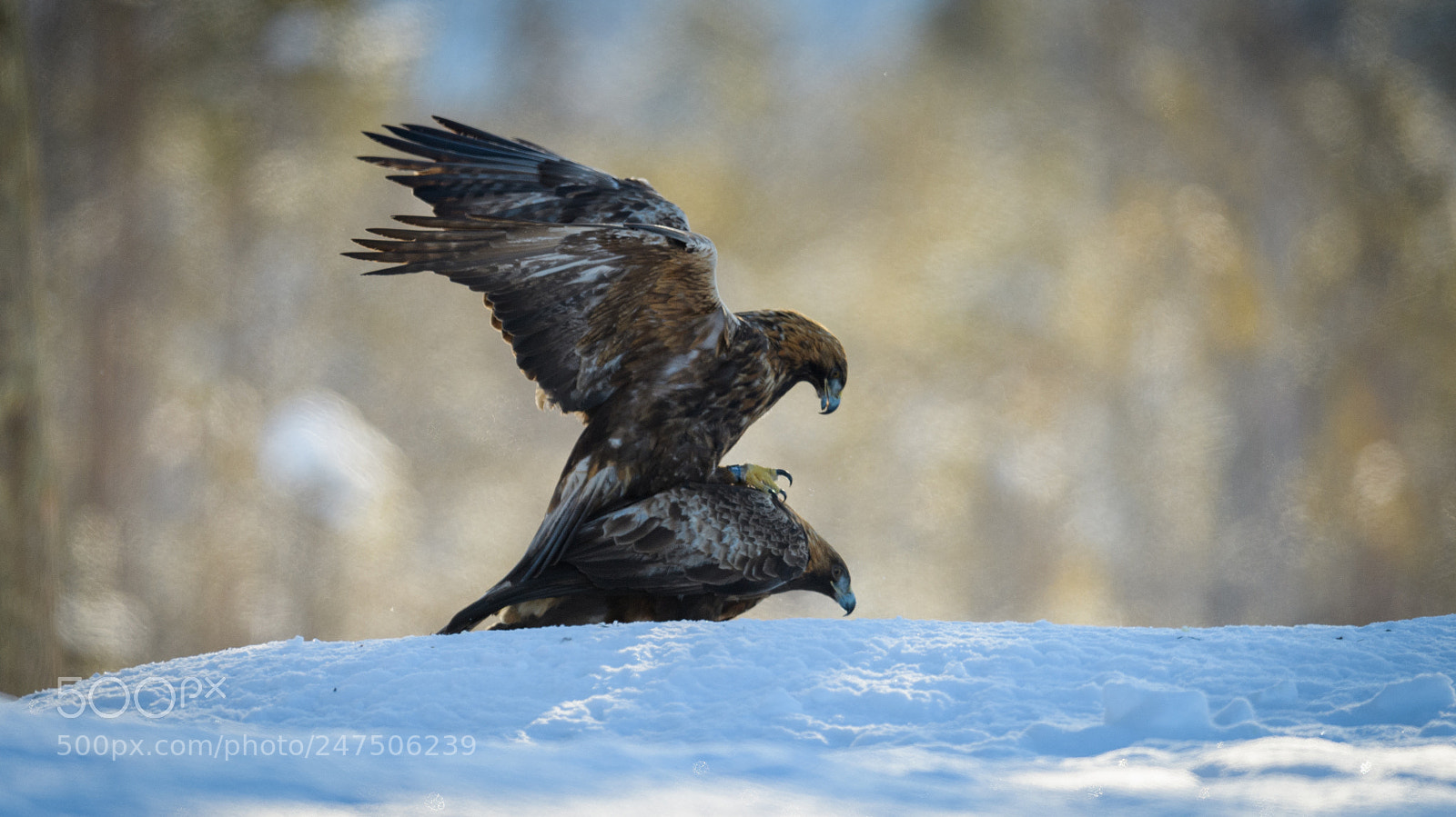 Nikon D5 sample photo. Golden eagle photography