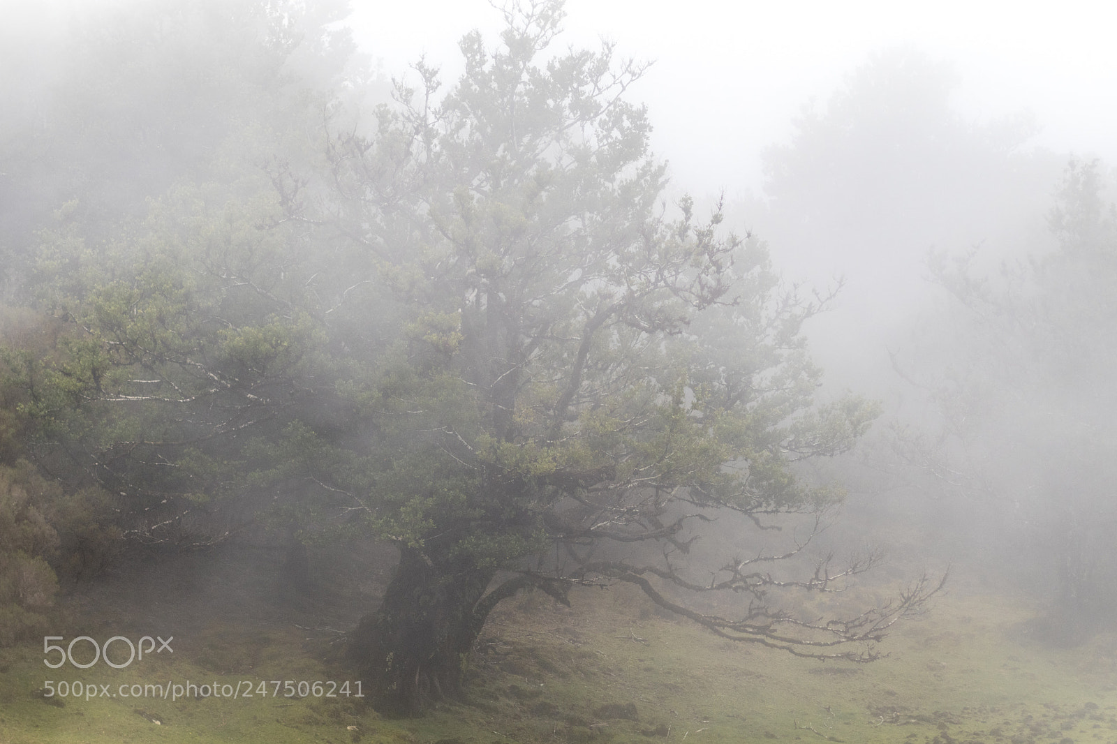Canon EOS 80D sample photo. Old tree by fanal photography