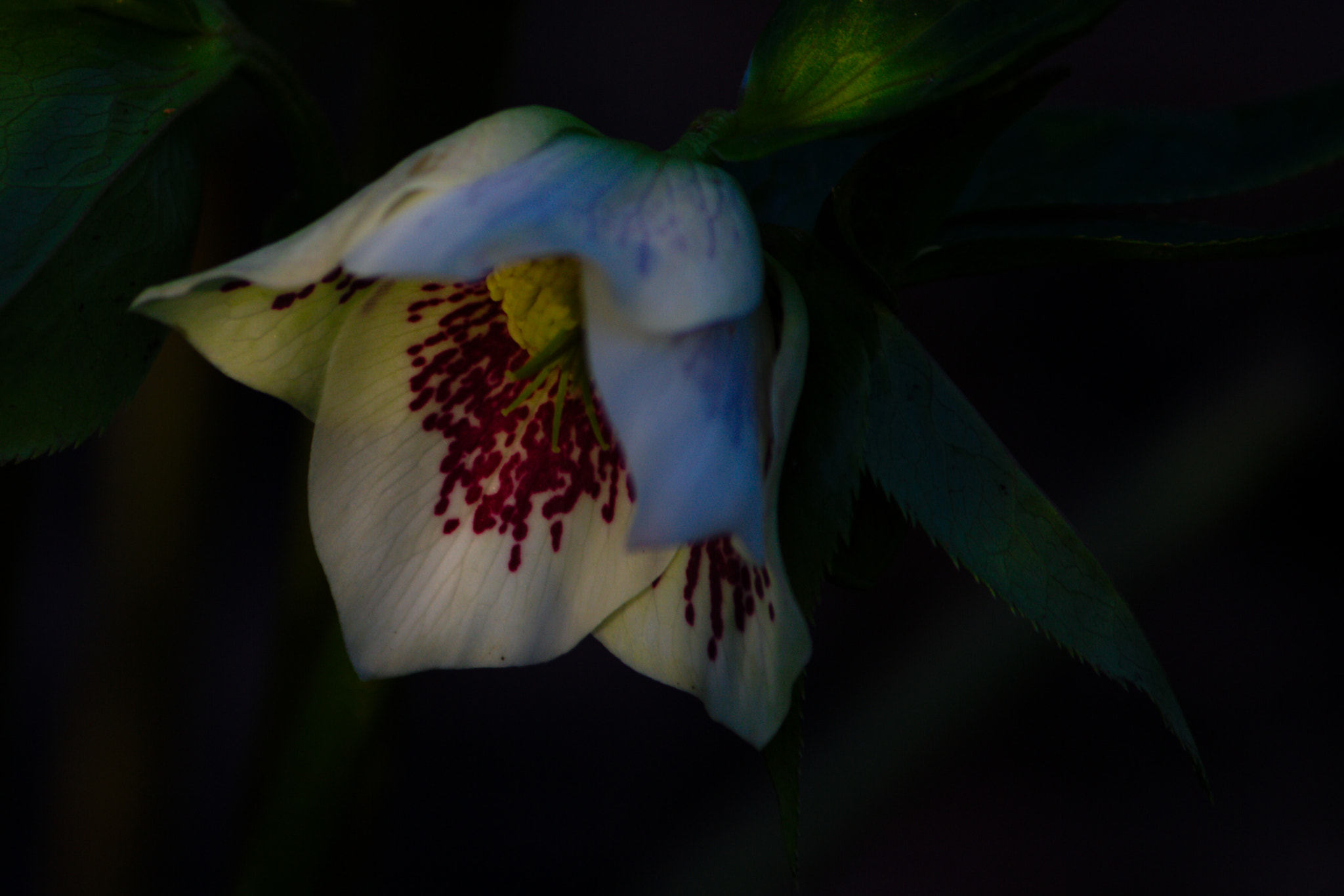 Canon EF-S 55-250mm F4-5.6 IS II sample photo. A flower photography