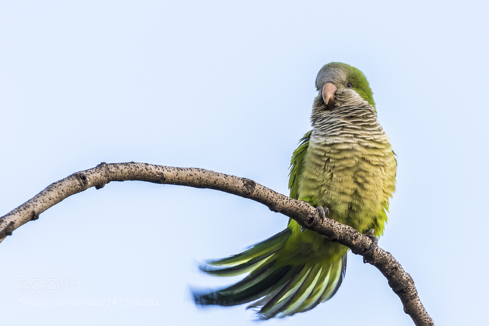 Canon EOS 7D Mark II sample photo. Shaking green photography