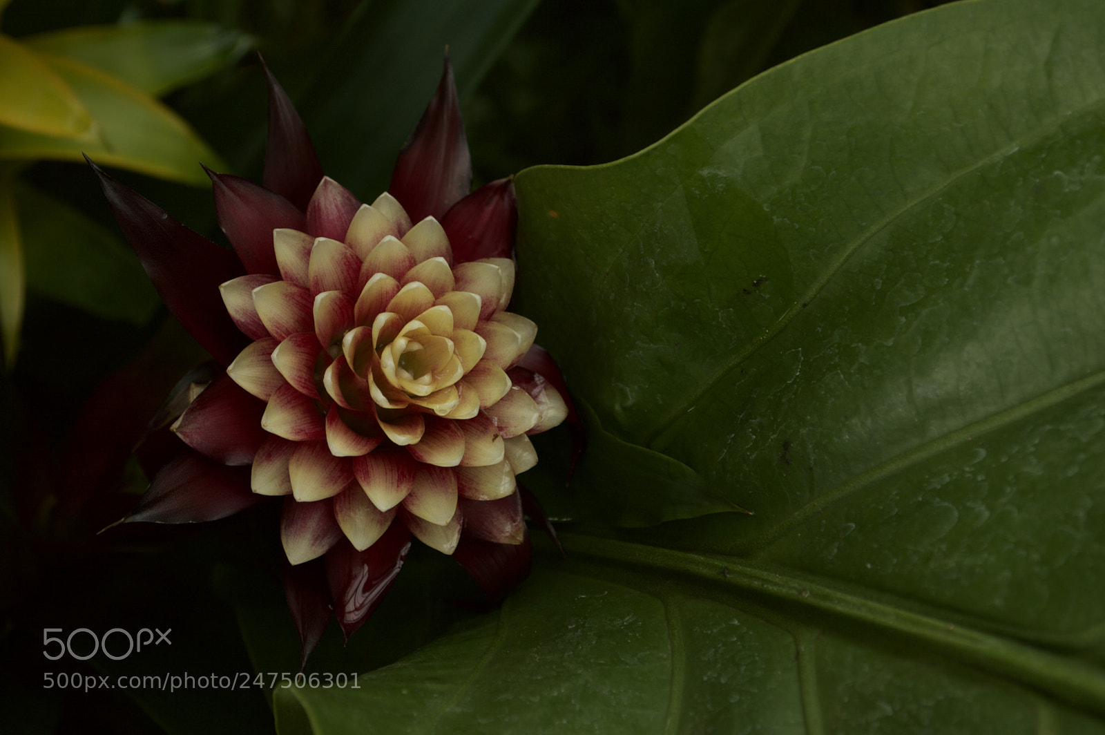 Nikon D3200 sample photo. Nature continues photography