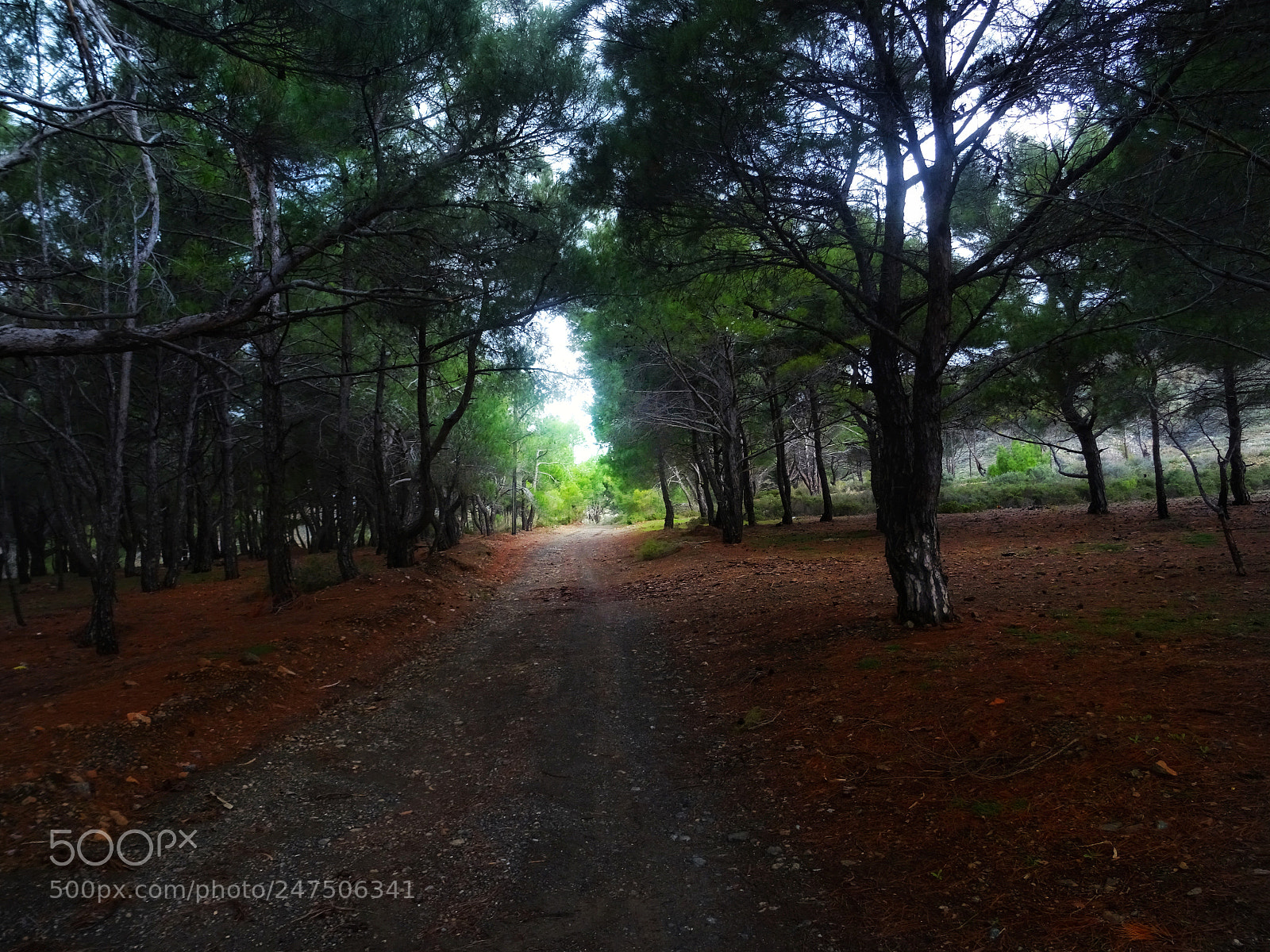 Sony DSC-HX60 sample photo. A footpath to the photography