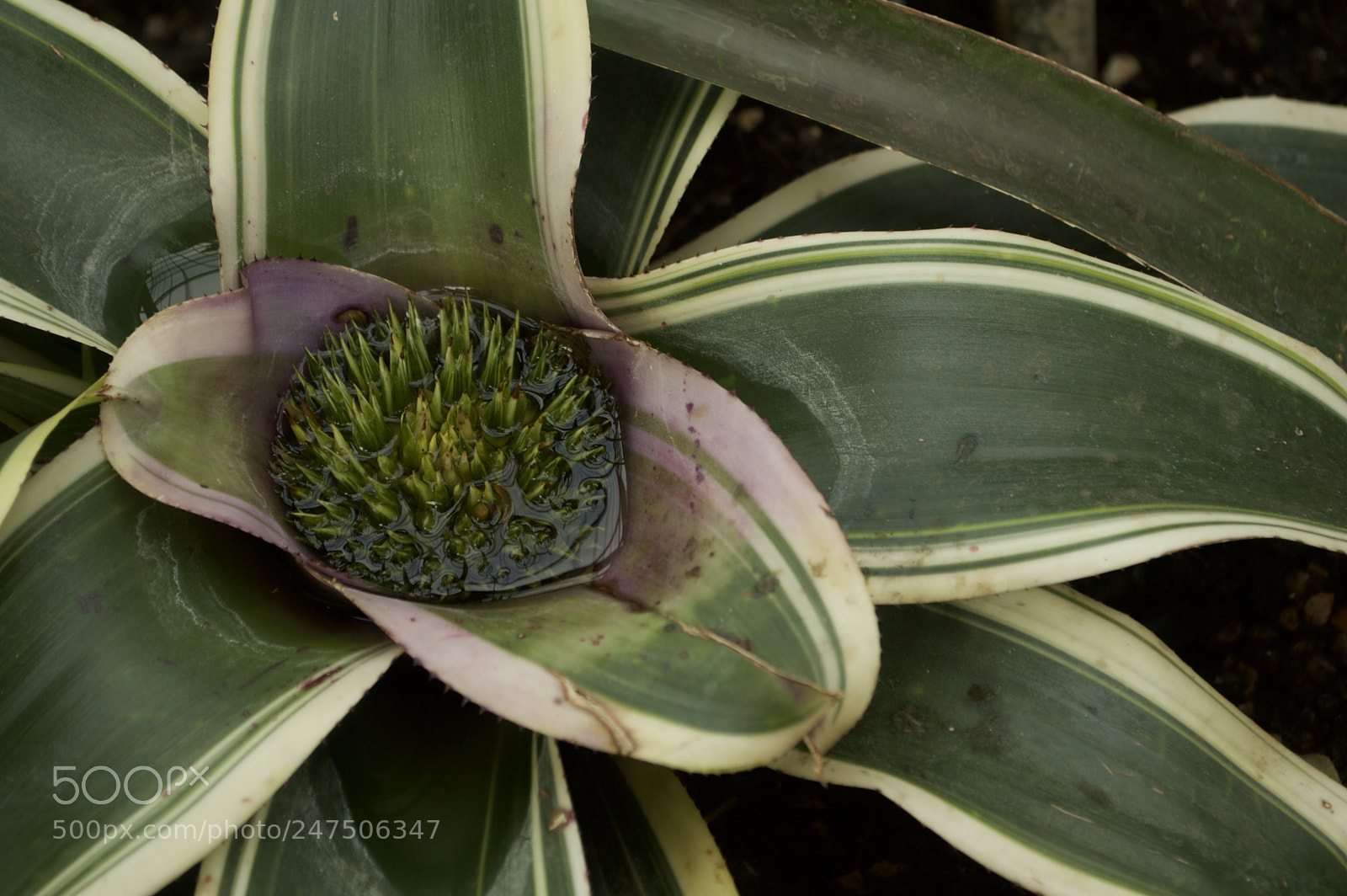 Nikon D3200 sample photo. Nature continues photography