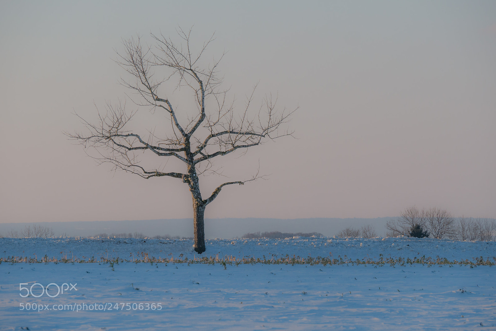 Panasonic DMC-G70 sample photo. Tree in dawn photography