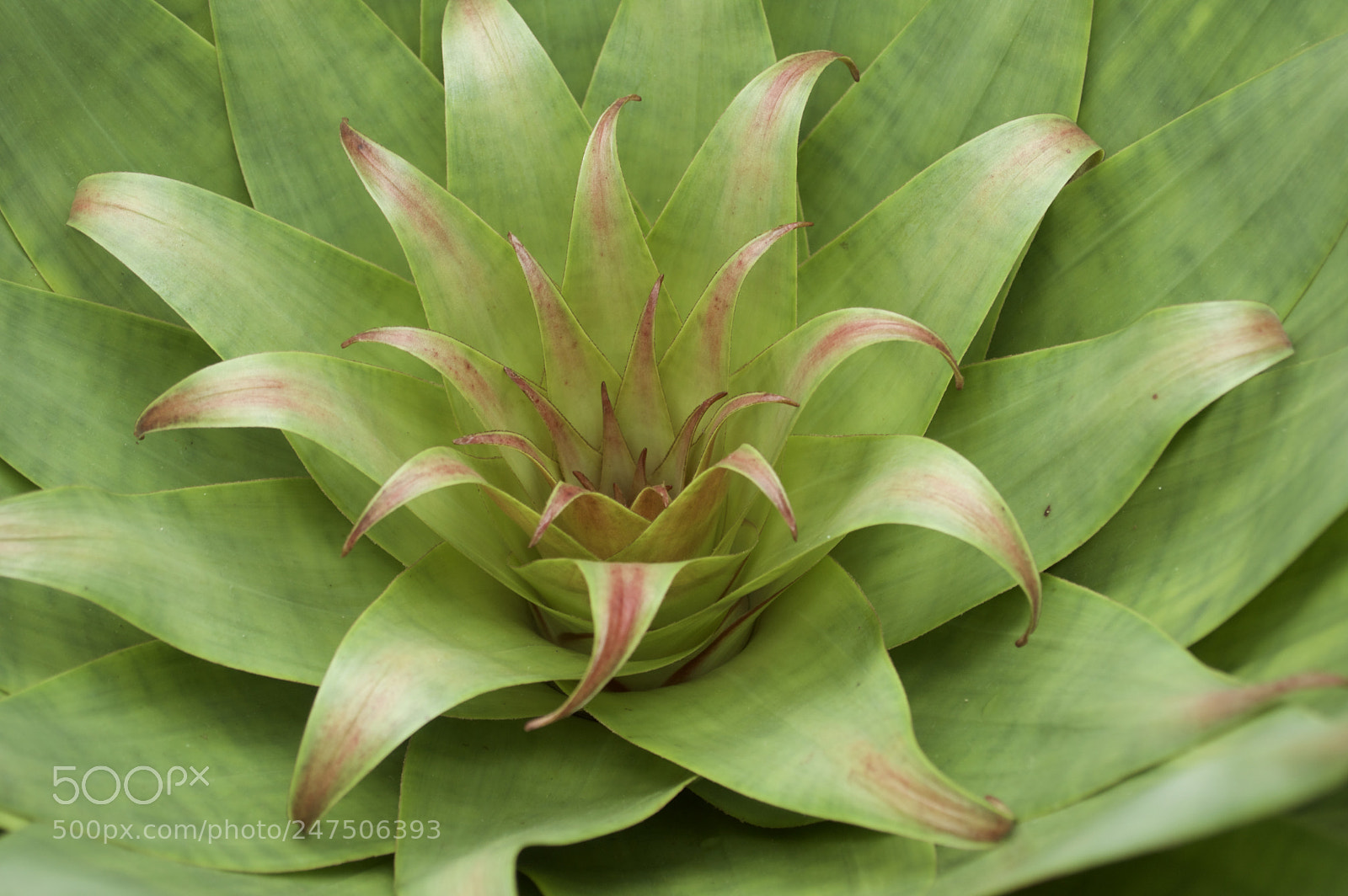 Nikon D3200 sample photo. Nature continues photography