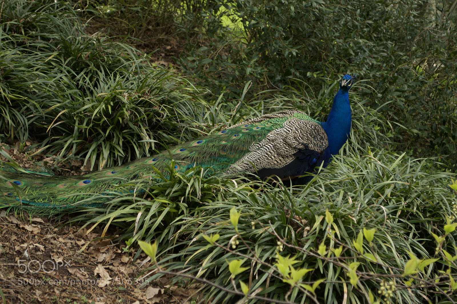 Nikon D3200 sample photo. Nature continues photography