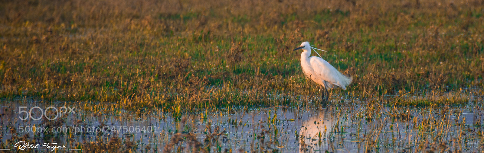 Nikon D5200 sample photo. Egretta garzetta photography