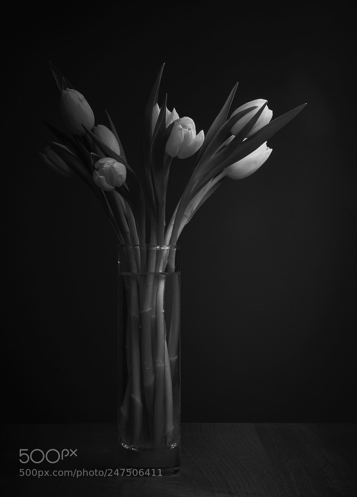 Nikon D7200 sample photo. Mono tulips photography