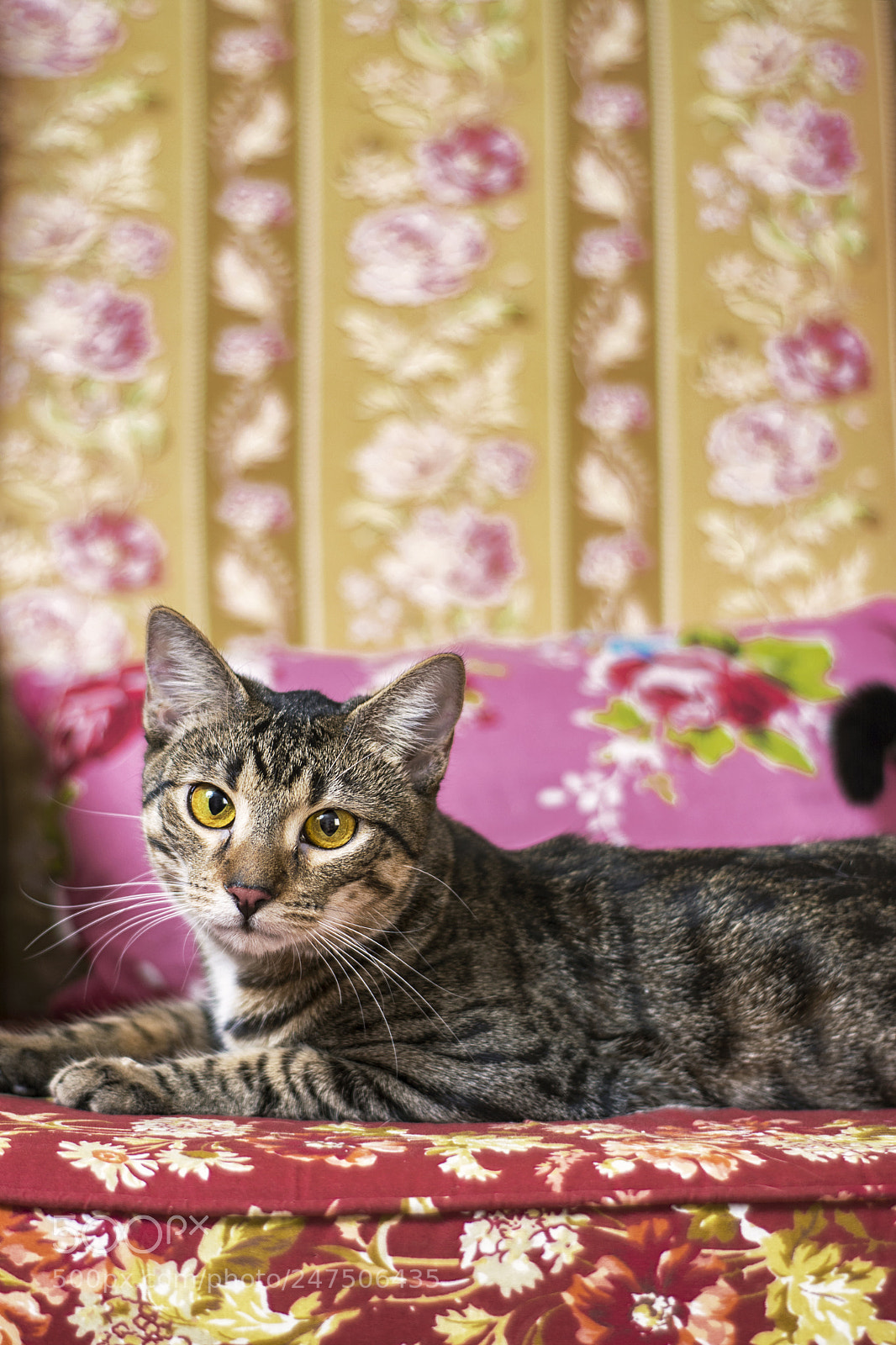 Nikon D5200 sample photo. Cat on sofa photography