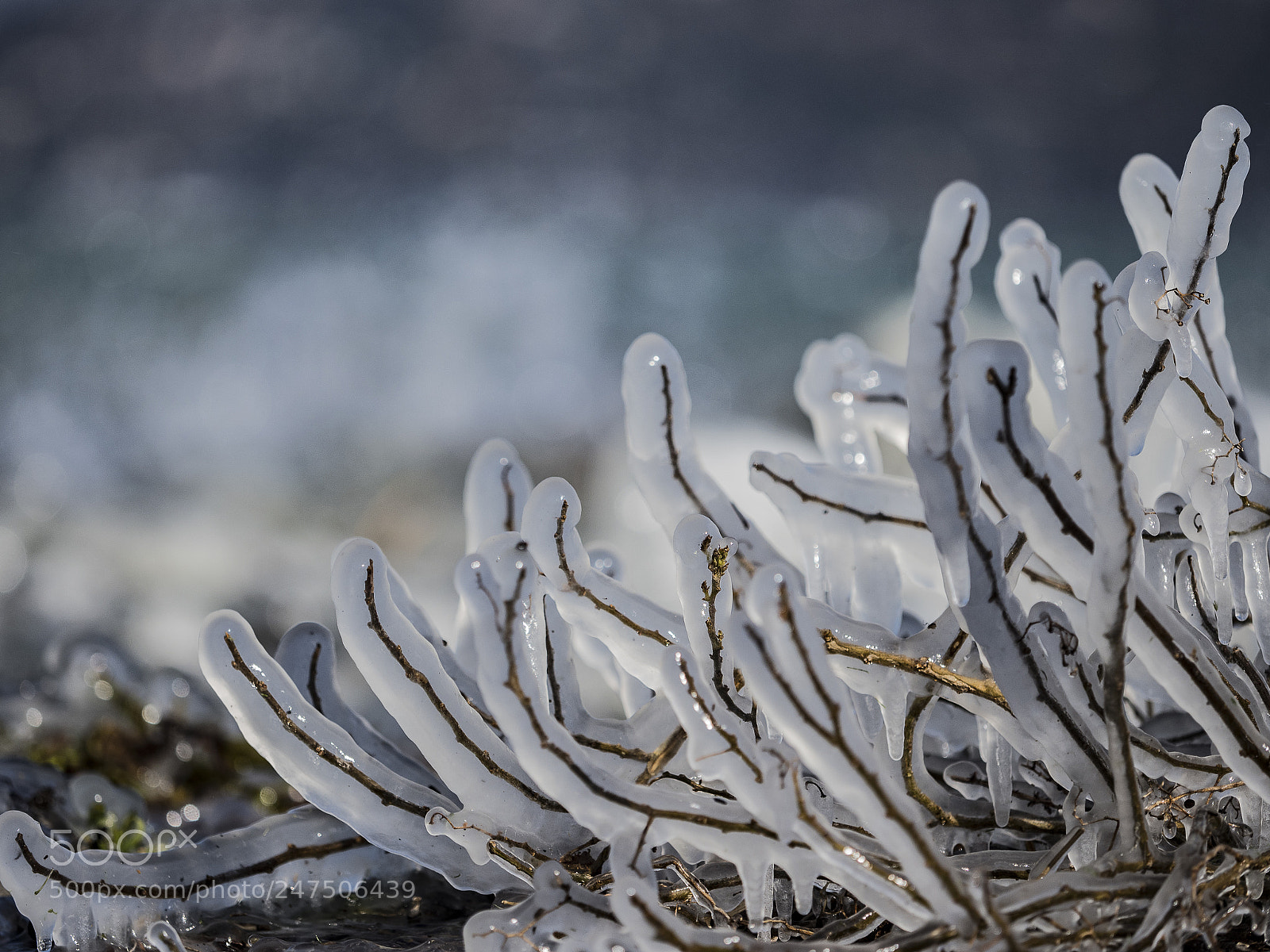 Olympus OM-D E-M1 Mark II sample photo. Ice plants photography