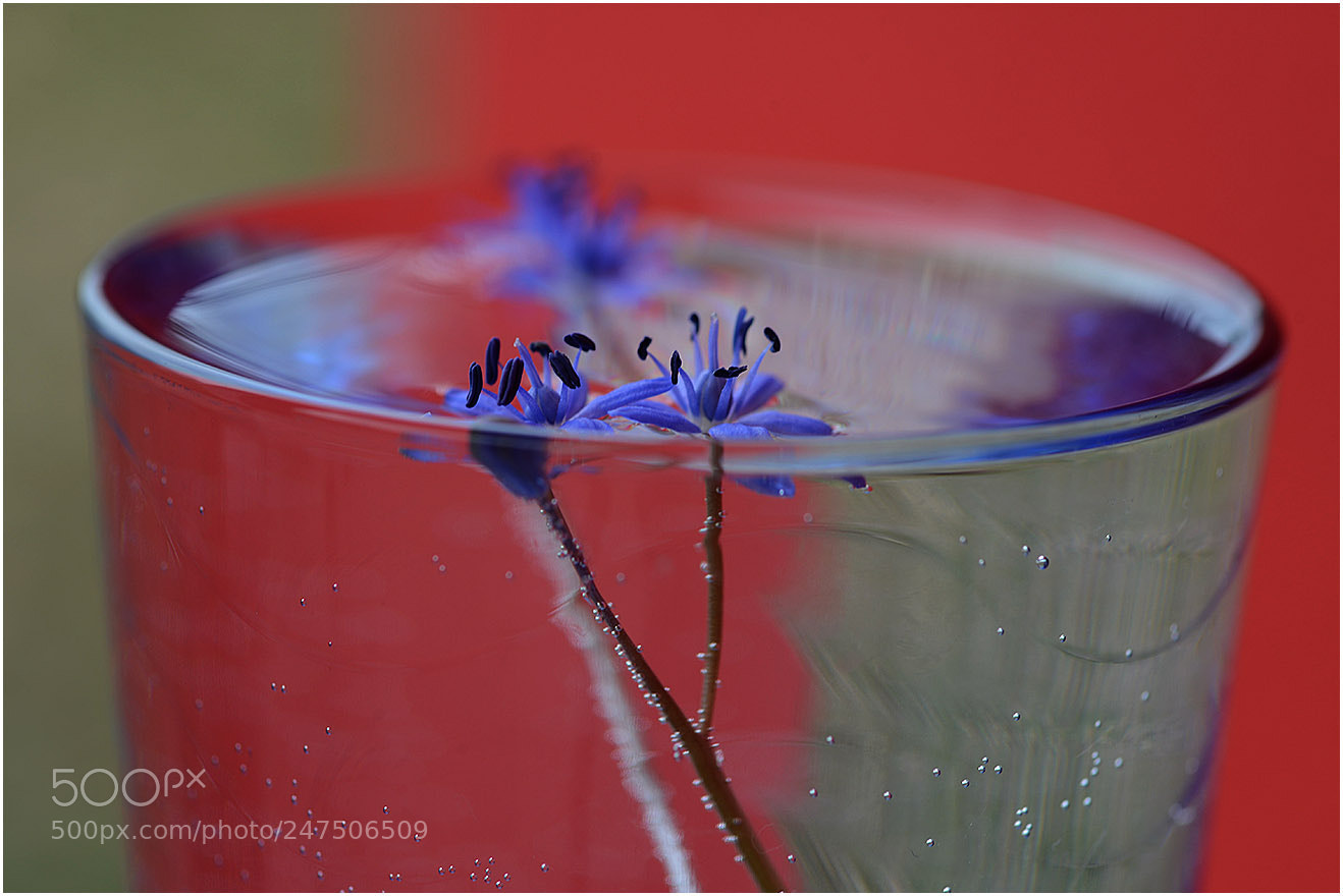 Nikon D600 sample photo. 1210 photography