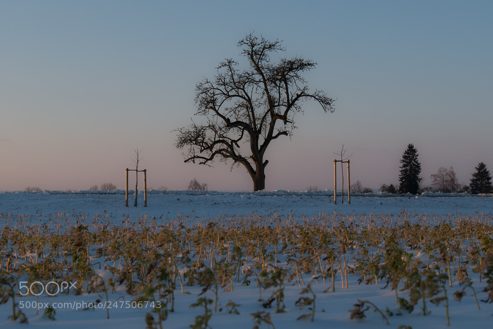 Panasonic DMC-G70 sample photo. Field in winter photography