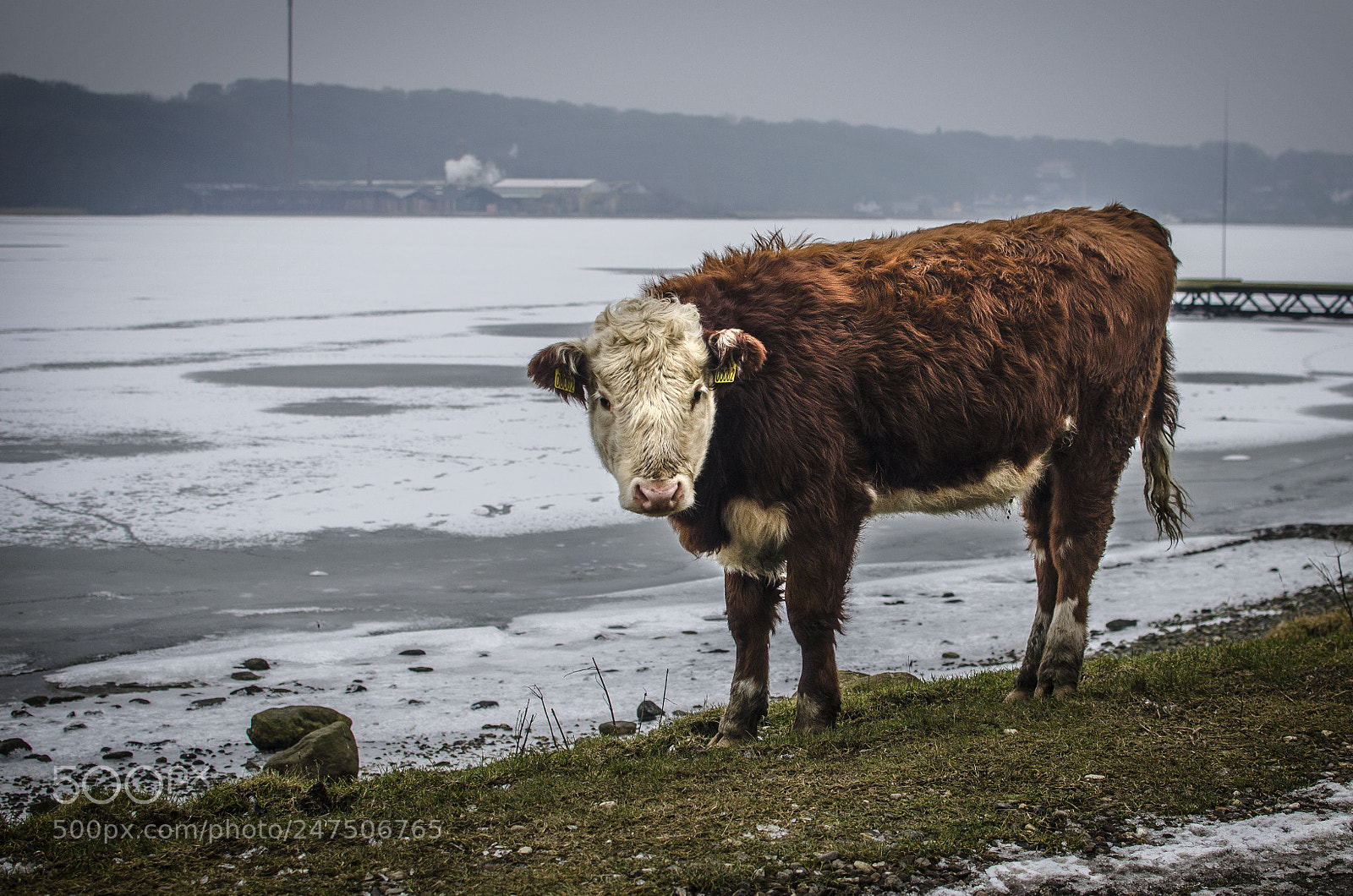 Nikon D5100 sample photo. Cold photography