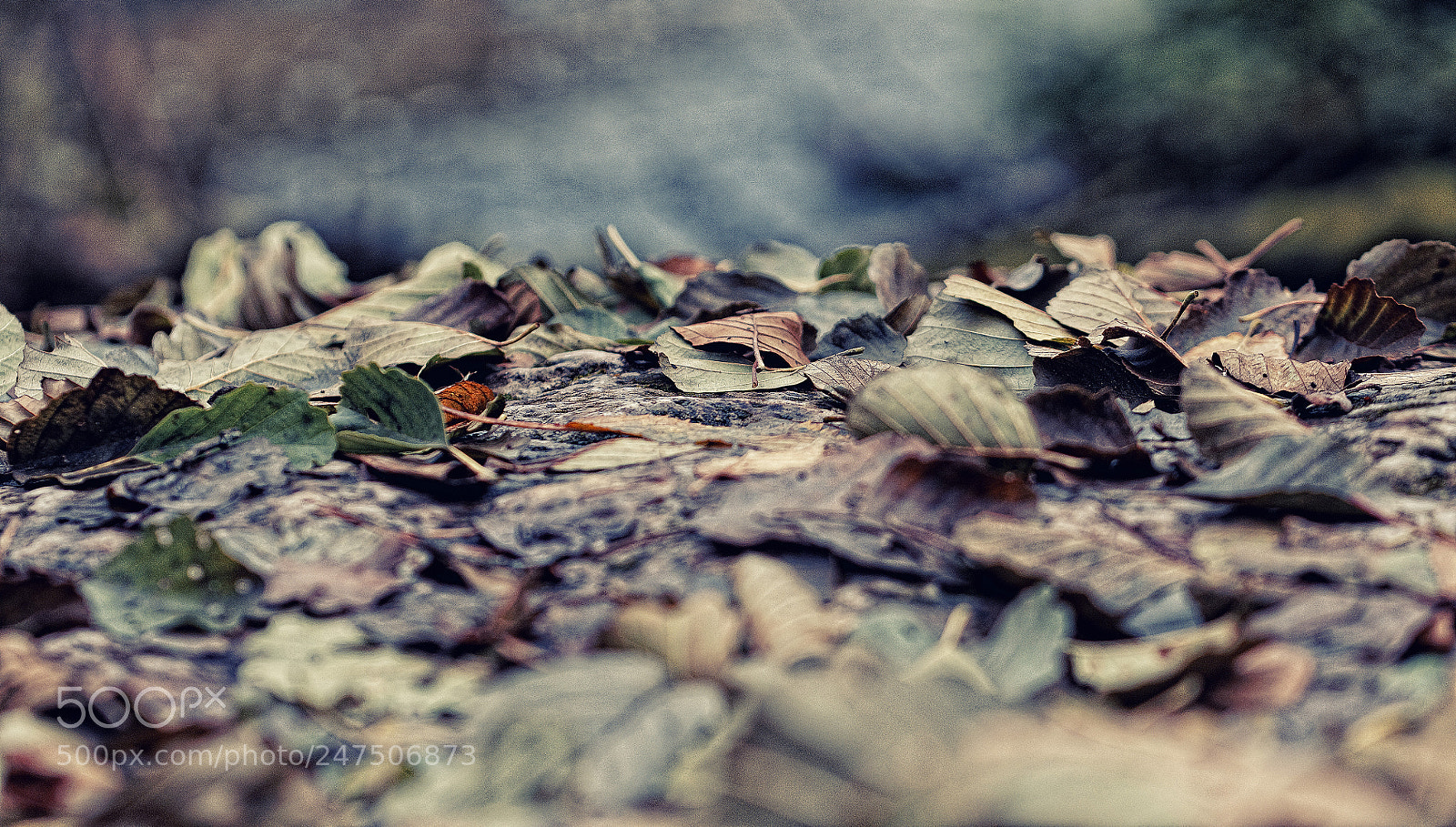 Nikon D300 sample photo. Leafs photography