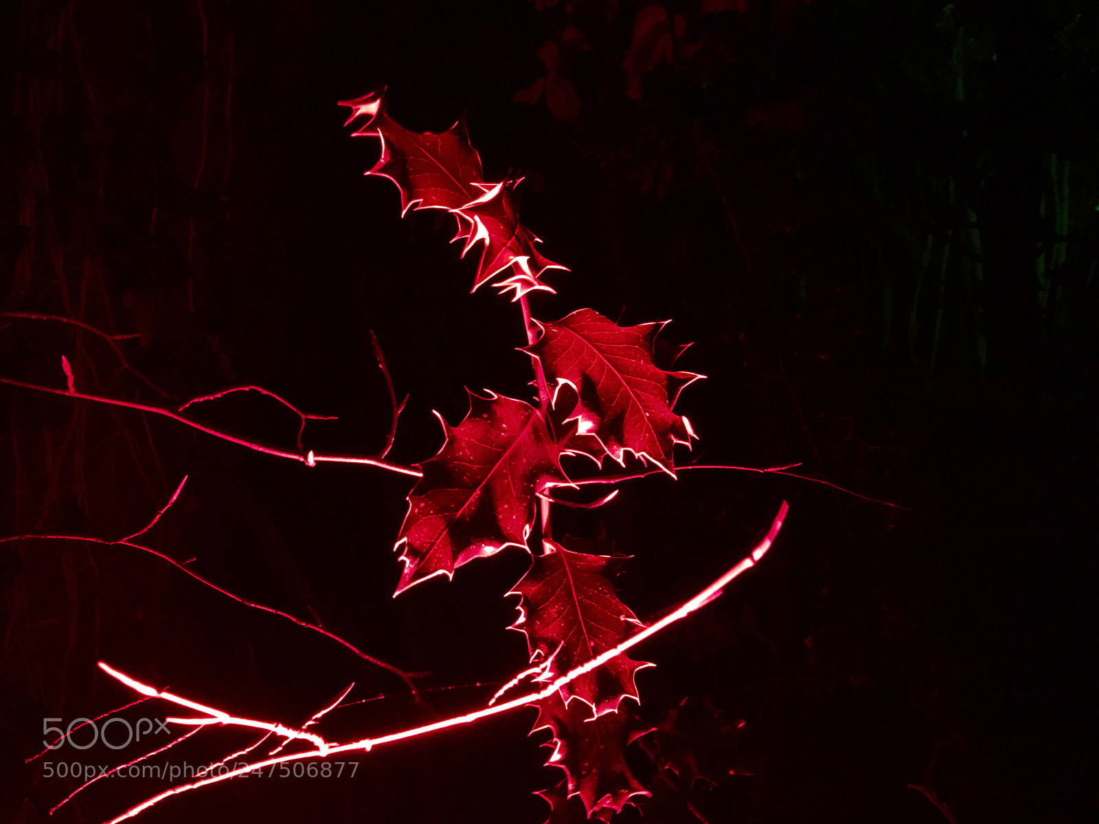 Apple iPad Pro sample photo. Red holly photography