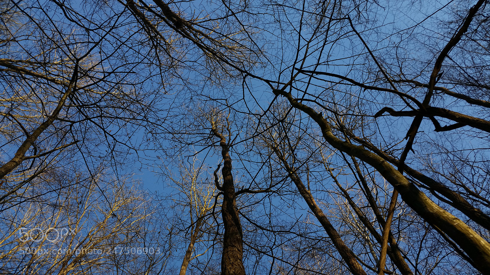 Samsung Galaxy S5 sample photo. Trees photography