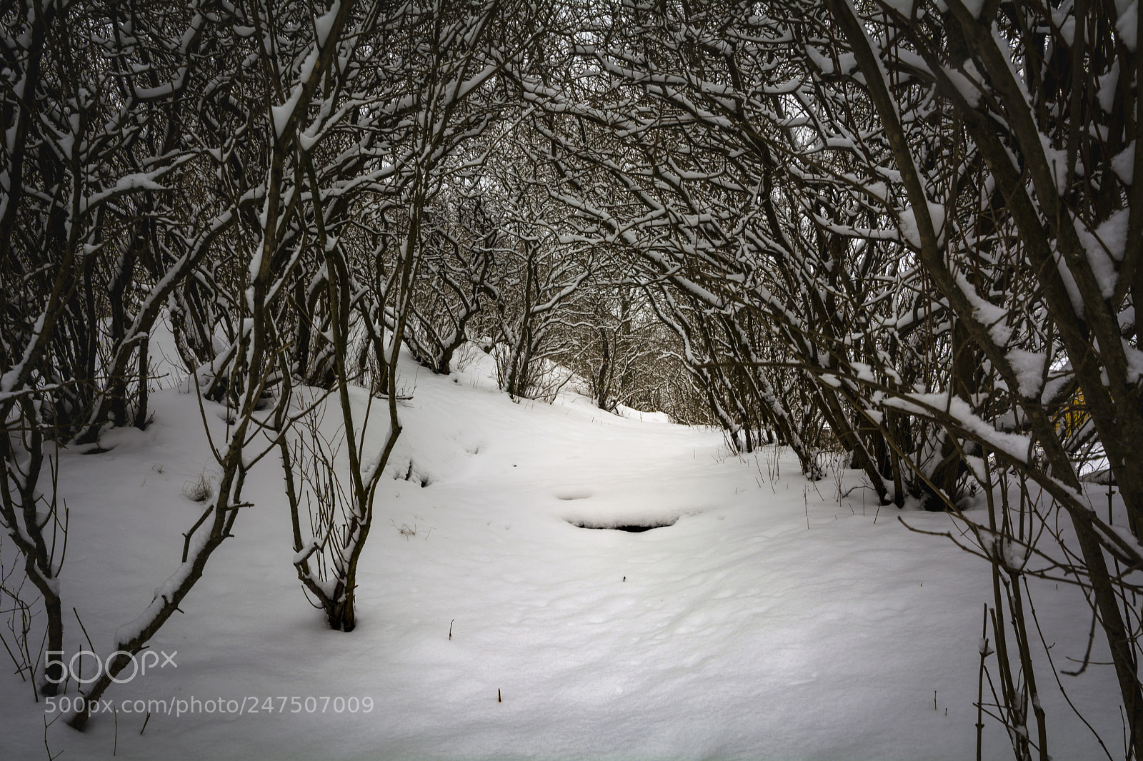 Nikon D5200 sample photo. Path under syrene forest photography