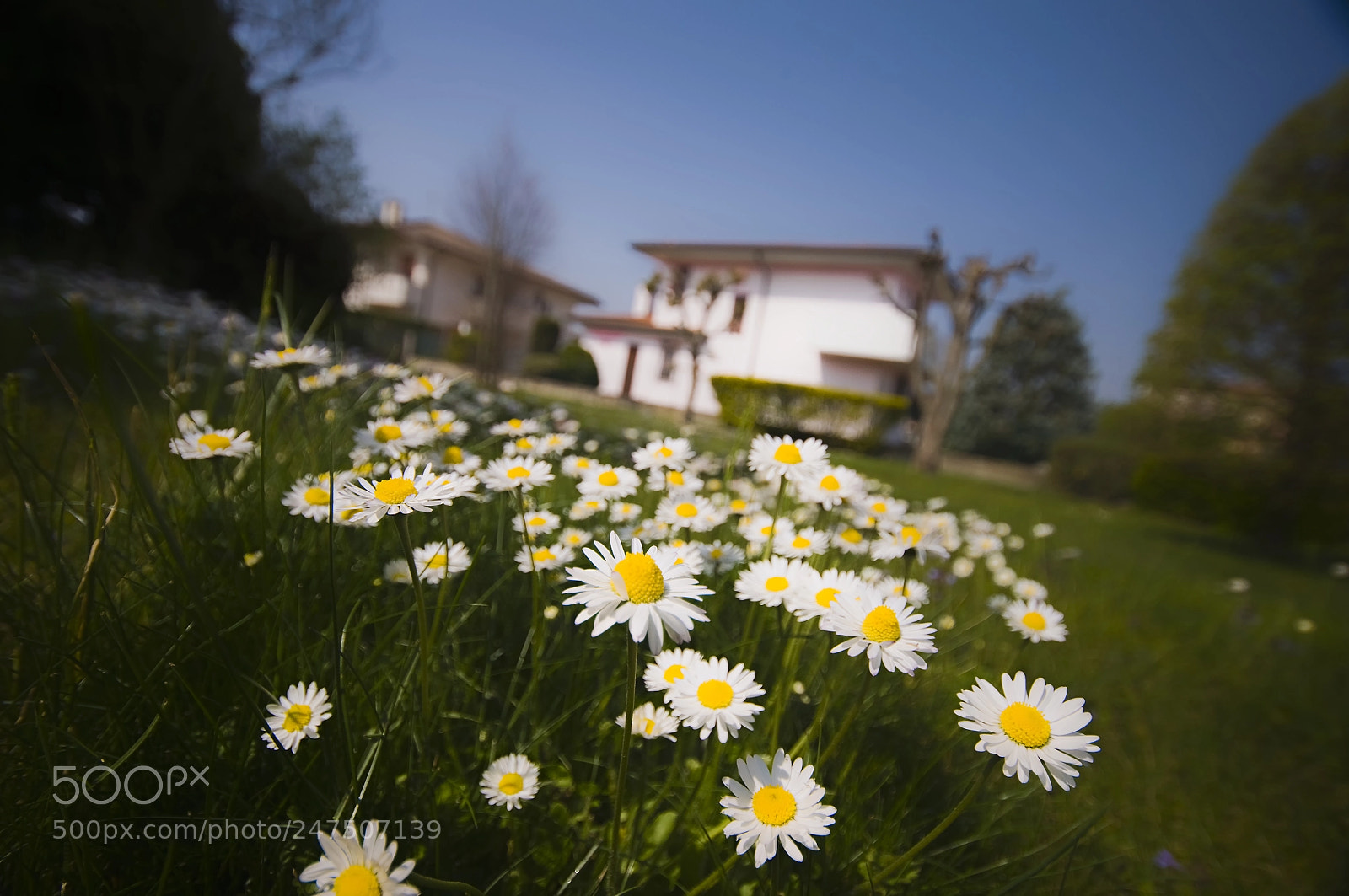 Nikon D90 sample photo. Voglia di primavera photography