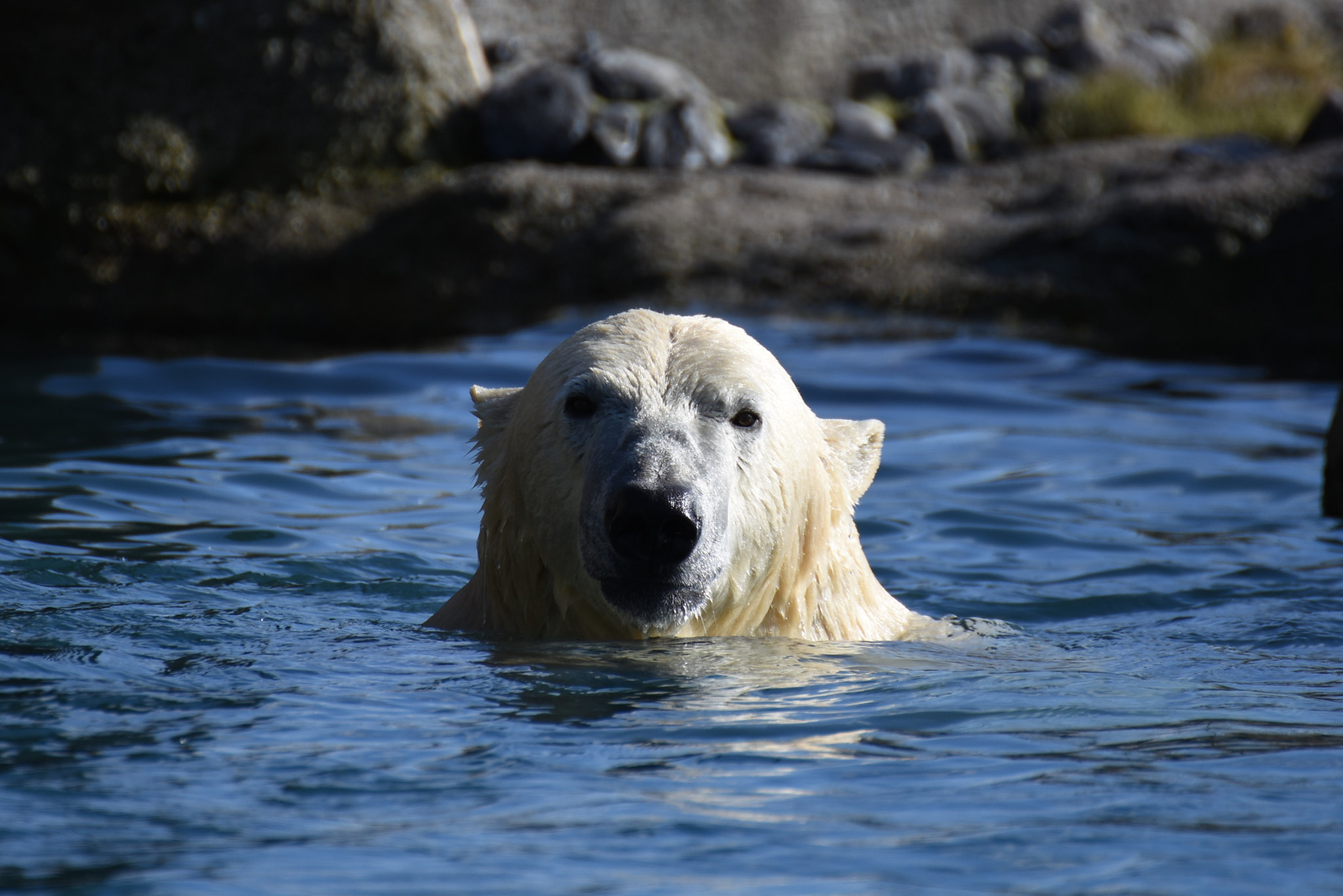 Nikon D7200 sample photo. Zoo rotterdam: ijsbeer photography
