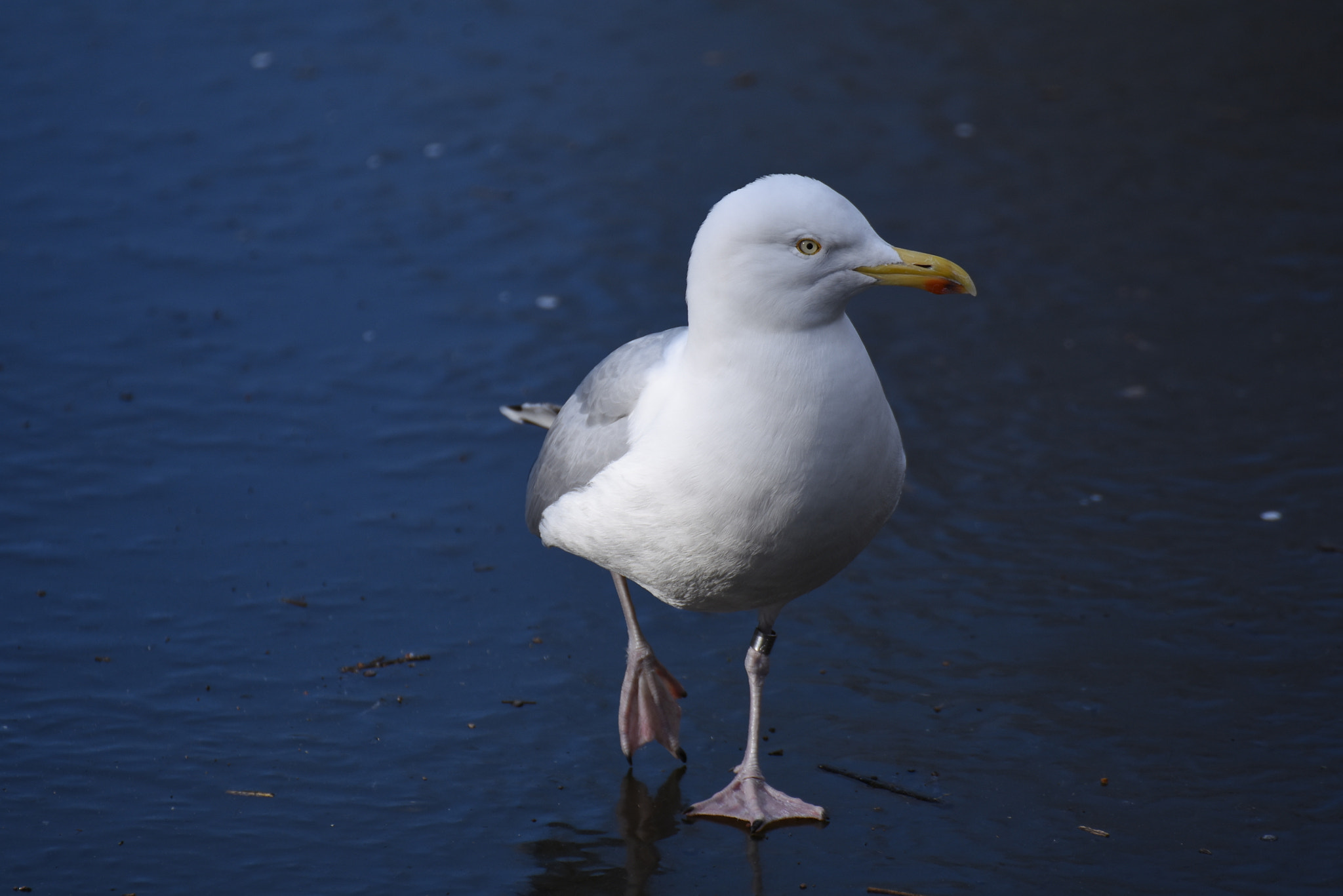 Nikon D7200 sample photo. Zoo rotterdam: meeuw photography