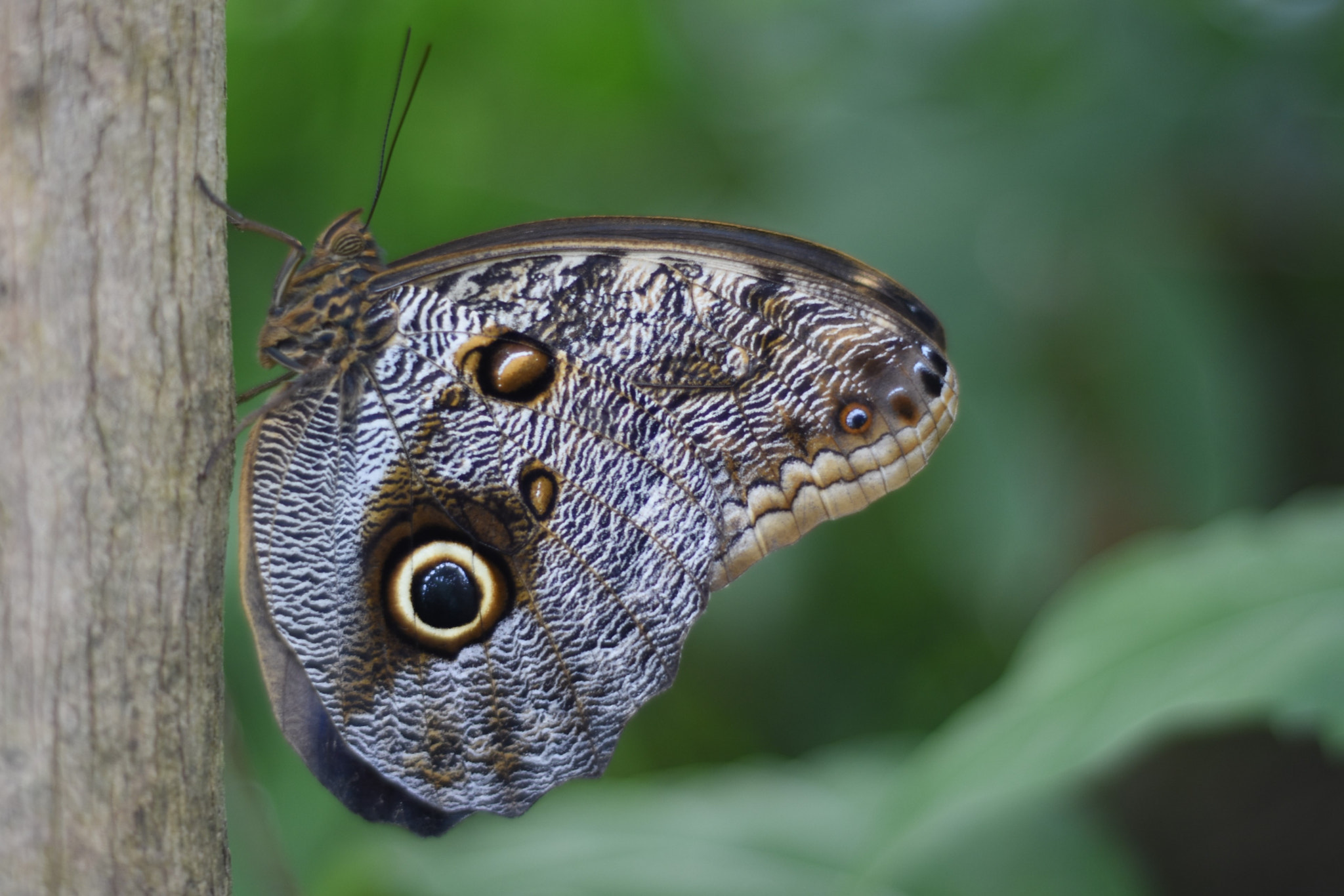 Nikon AF Nikkor 50mm F1.8D sample photo. Zoo rotterdam: vlinder photography