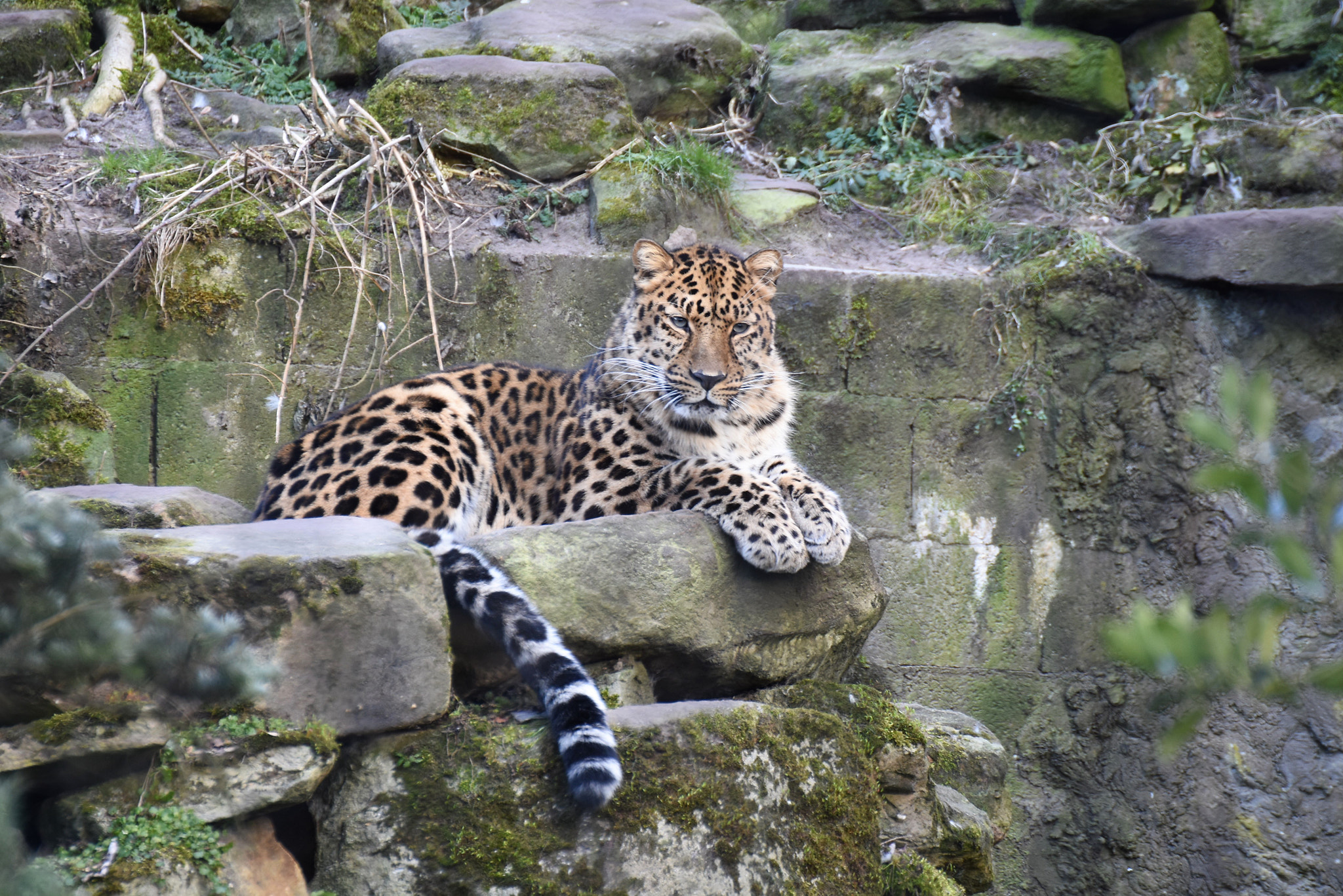 Nikon D7200 sample photo. Zoo rotterdam: amoerpanter photography