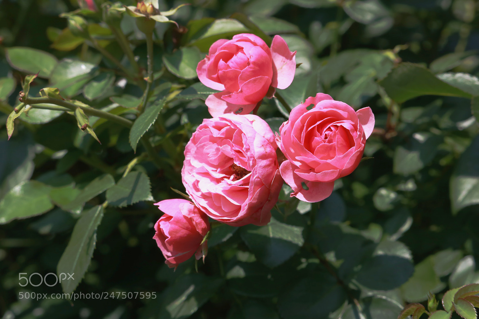 Canon EOS 750D (EOS Rebel T6i / EOS Kiss X8i) sample photo. Columbus, oh photography