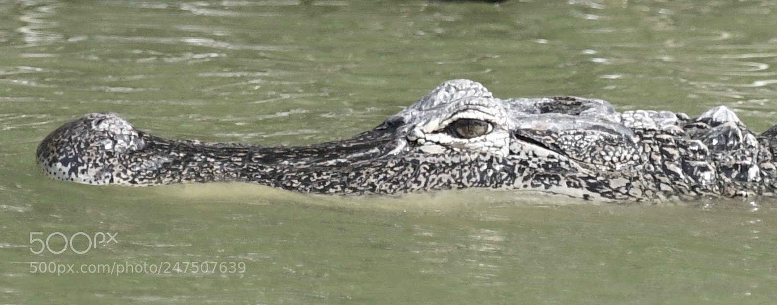Nikon D5 sample photo. What beautiful eyes photography