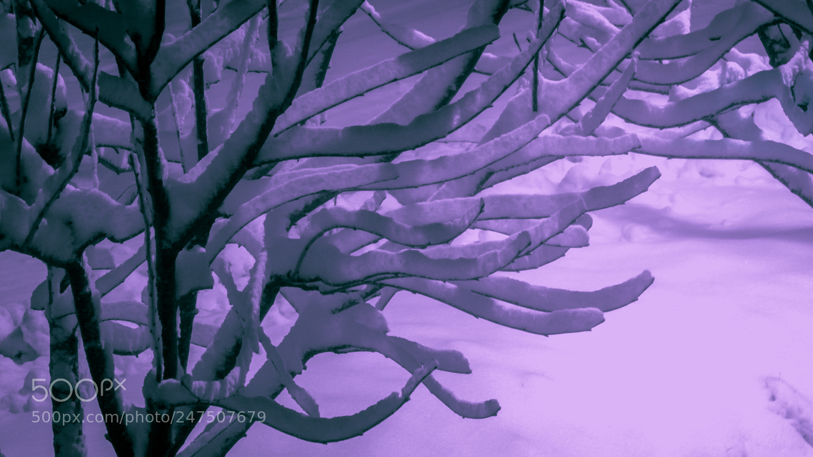Canon PowerShot SX50 HS sample photo. Covered with snow ii photography