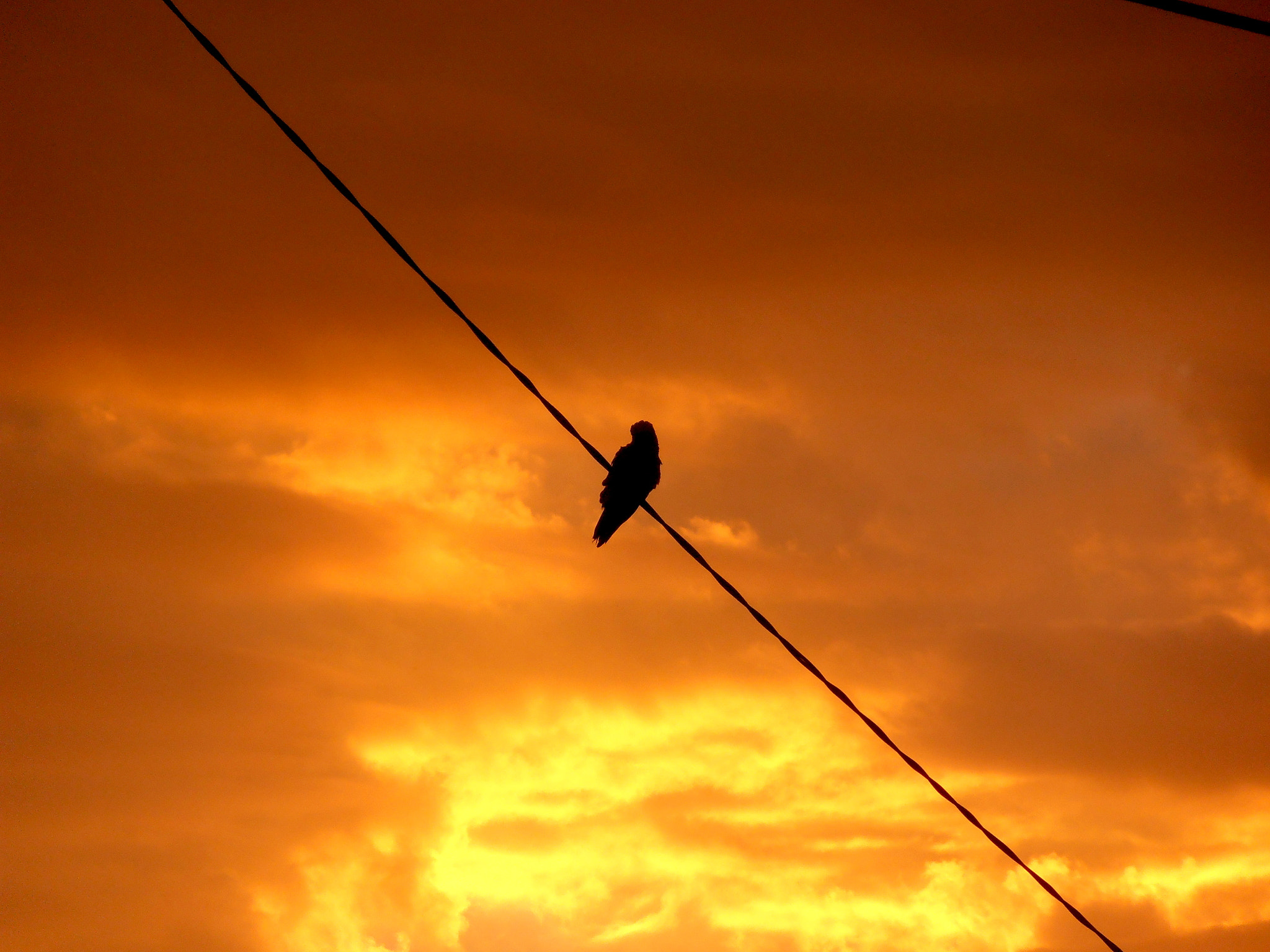 Olympus VR310,D720 sample photo. On a wire photography