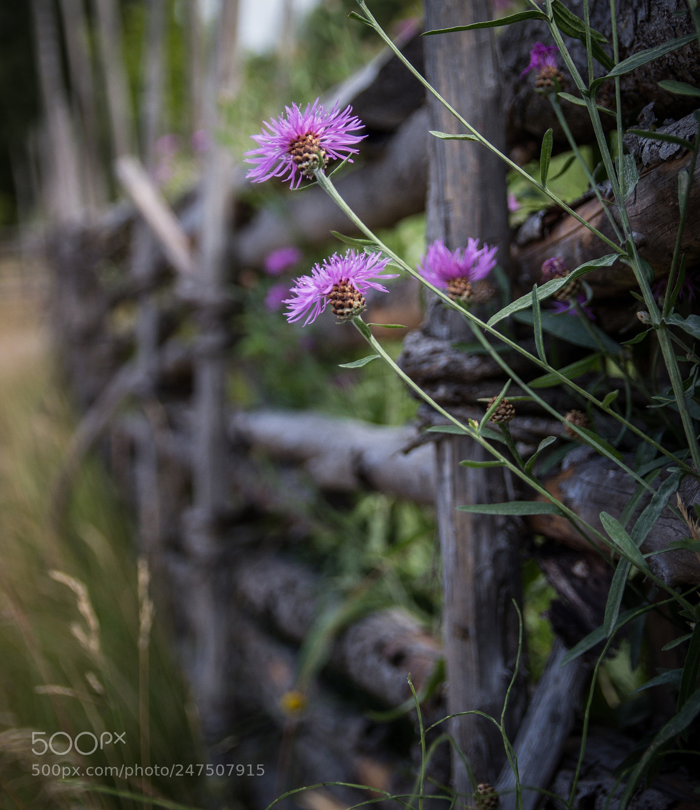 Canon EOS 600D (Rebel EOS T3i / EOS Kiss X5) sample photo. Flowers photography