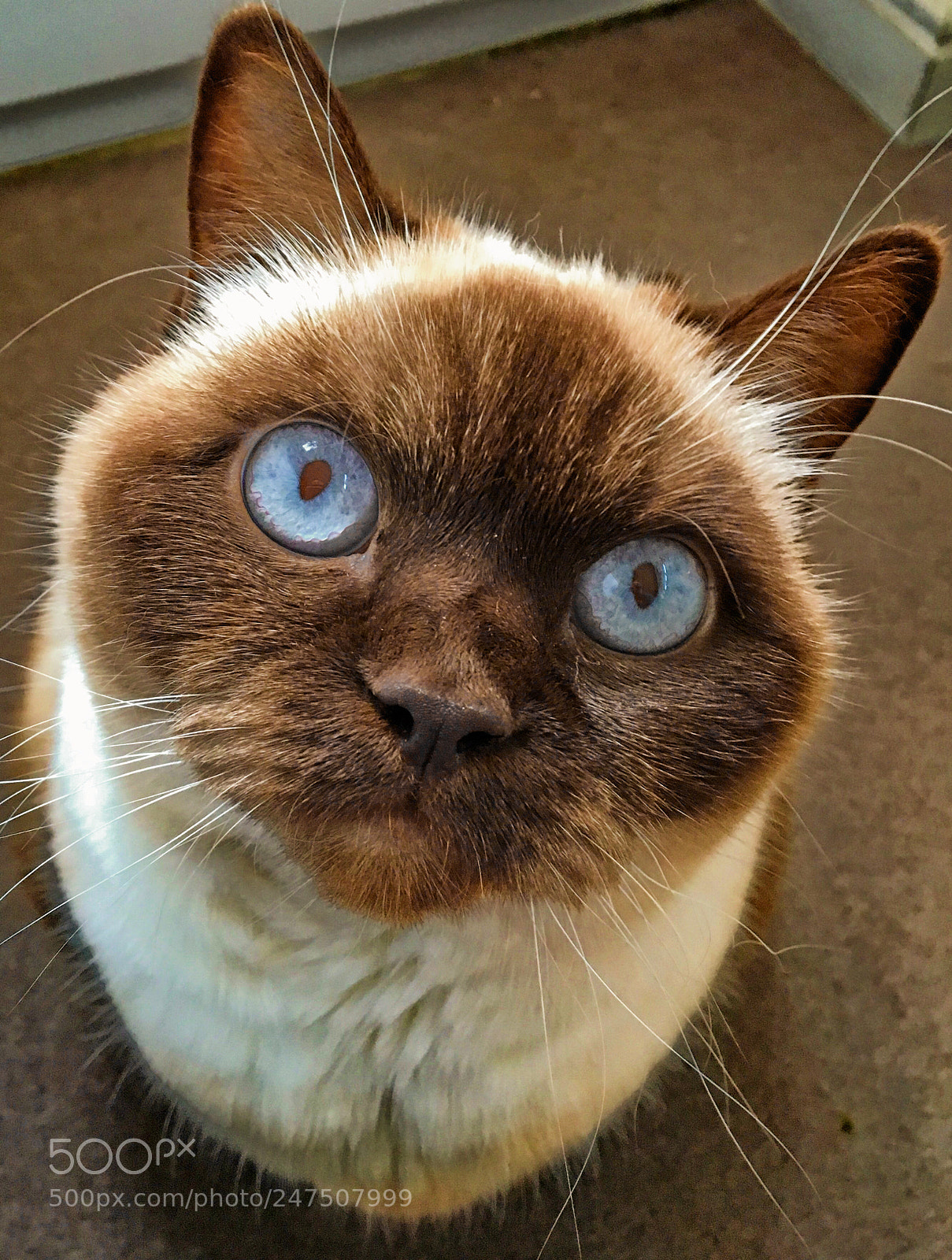 Apple iPhone 6s sample photo. Chocolate point british shorthair photography