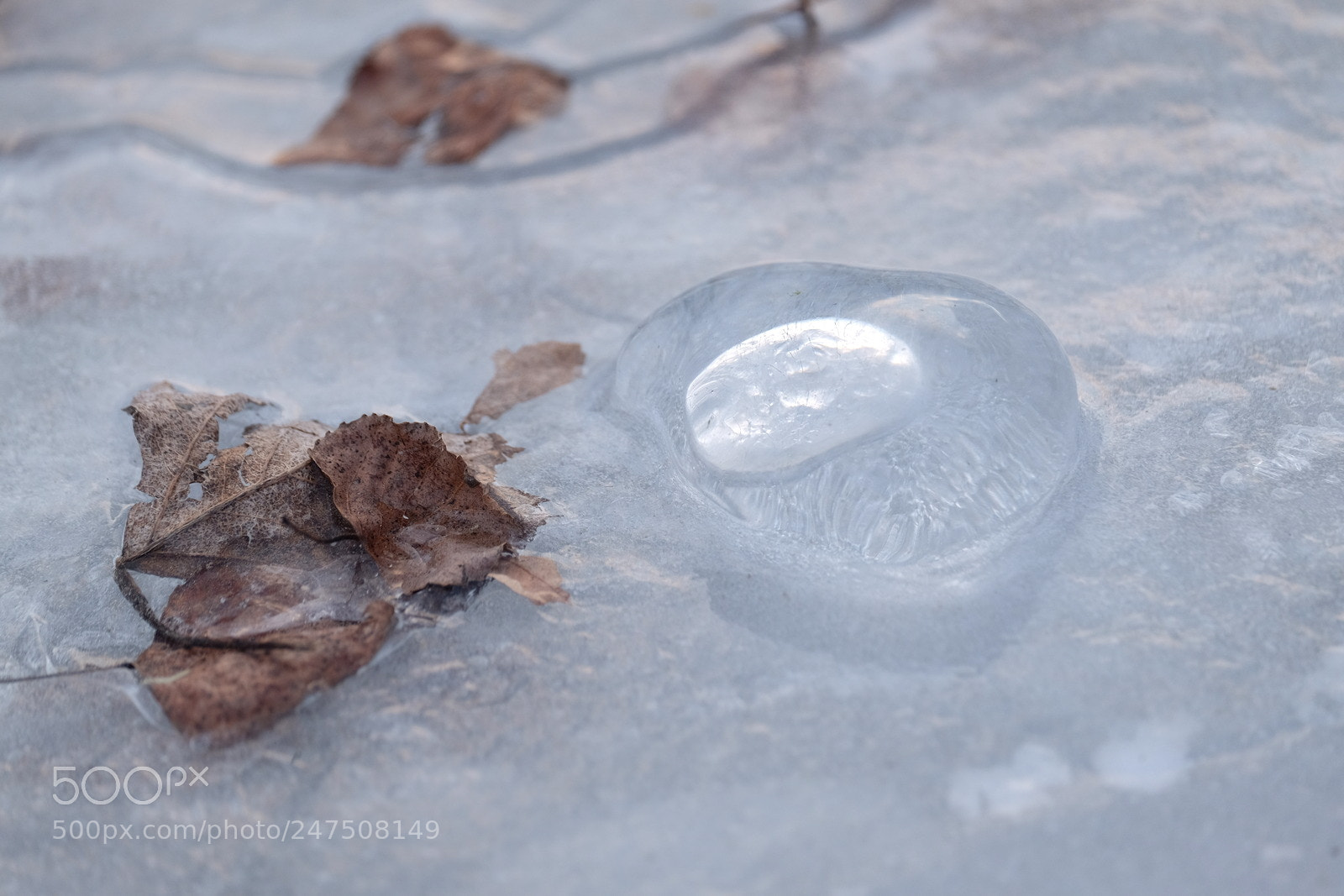 Fujifilm X-E2 sample photo. Frozen bubble and leaf photography