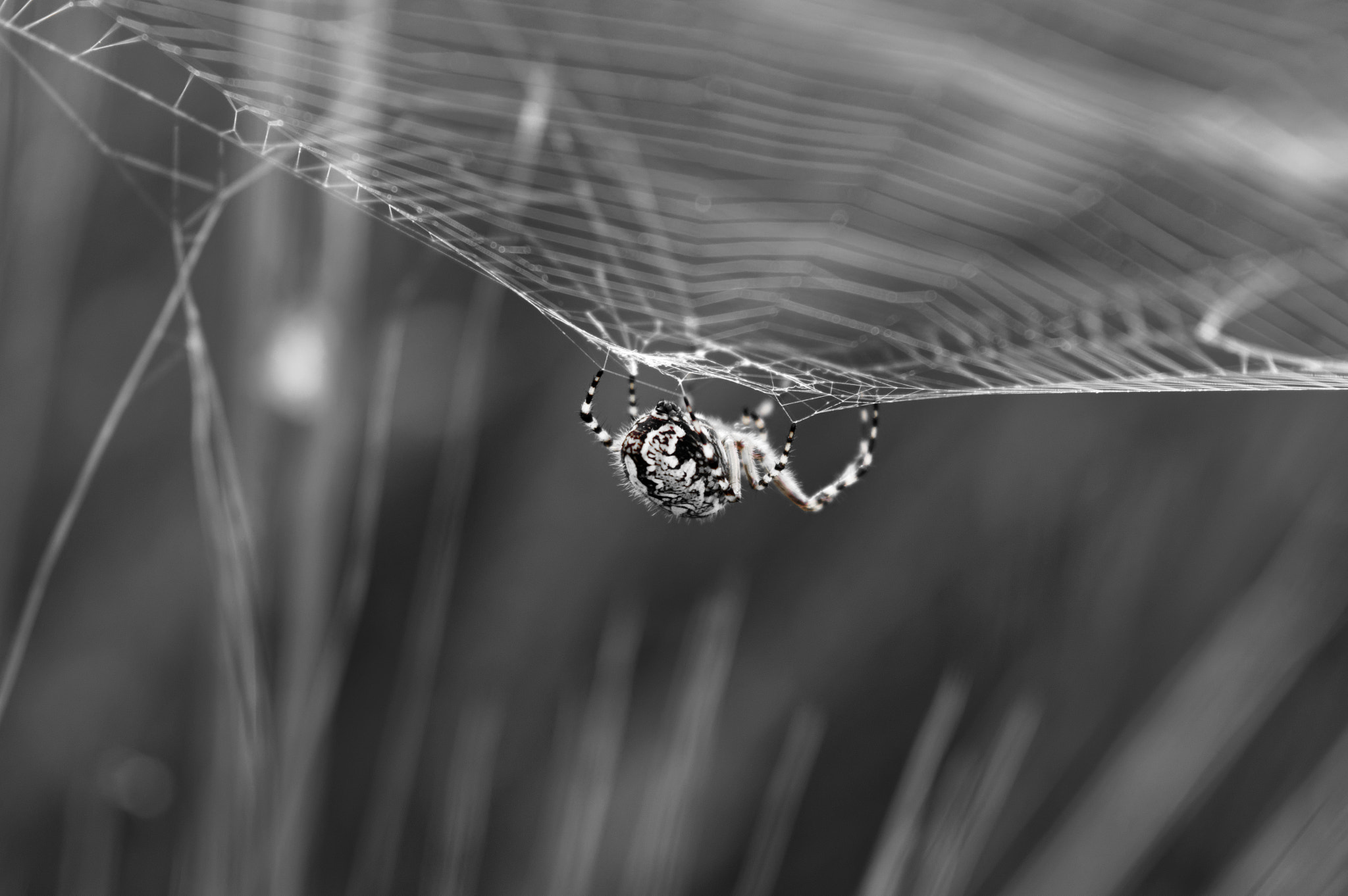 Pentax K-3 II sample photo. Silent hunter photography
