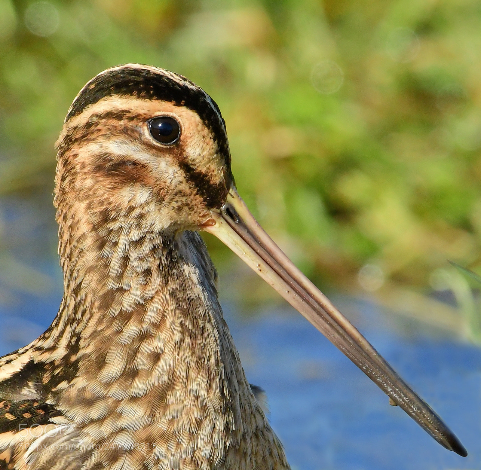 Nikon D500 sample photo. Watersnip photography