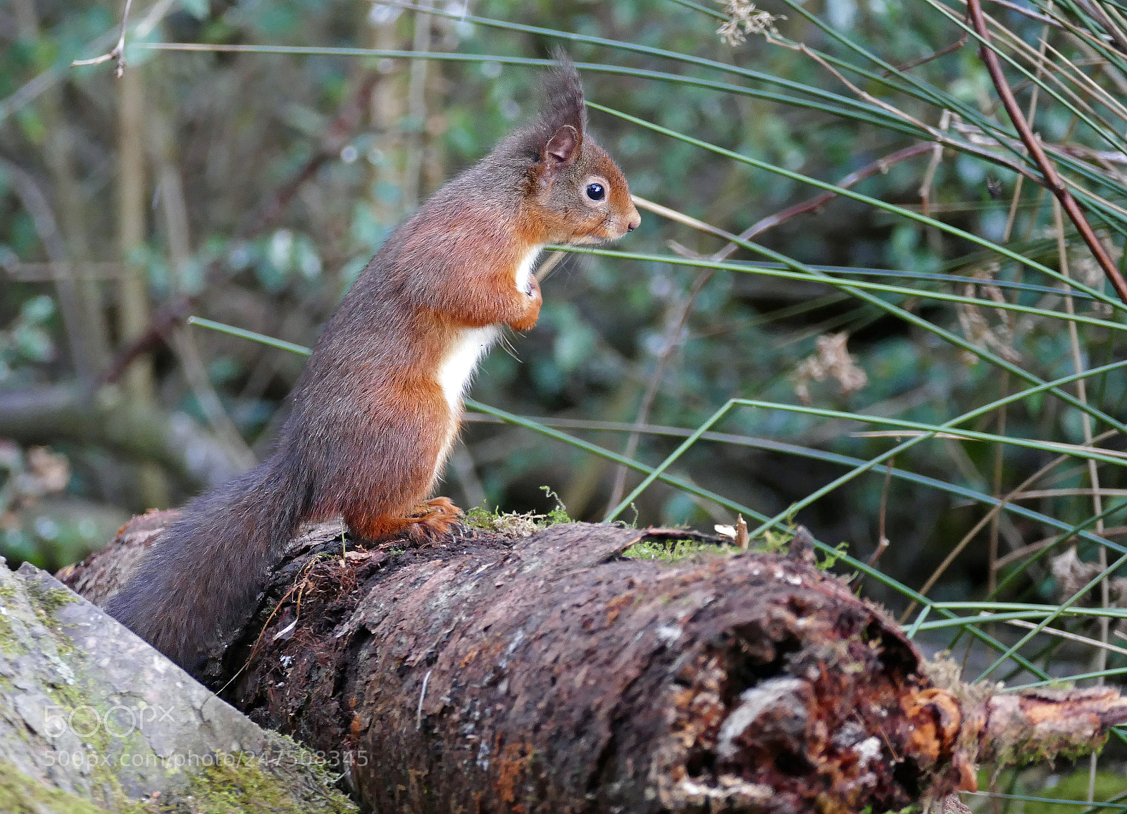 Panasonic Lumix DMC-FZ1000 sample photo. Red squirrel on guard photography