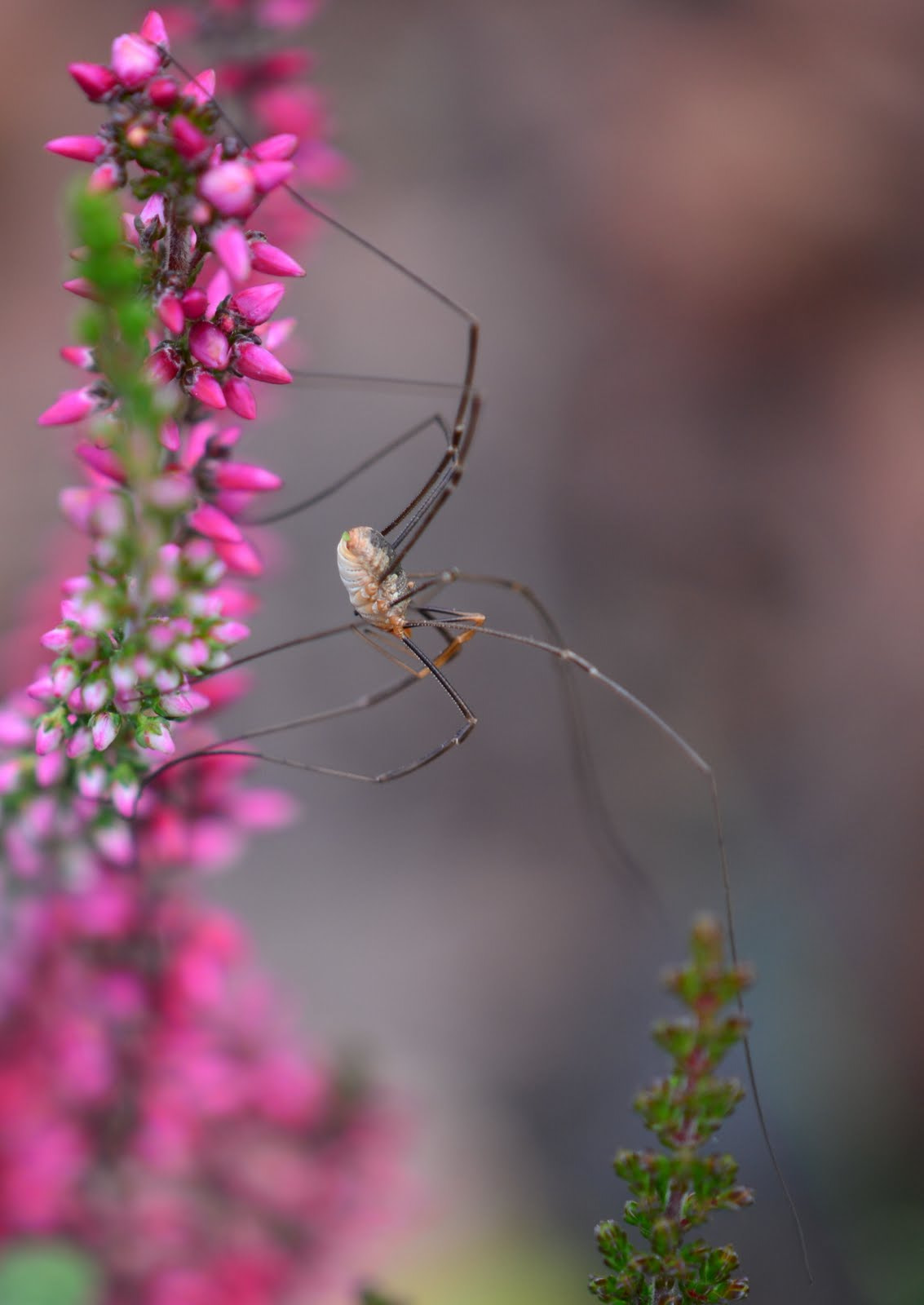 Nikon AF-S DX Micro-Nikkor 85mm F3.5G ED VR sample photo. Lots of legs photography