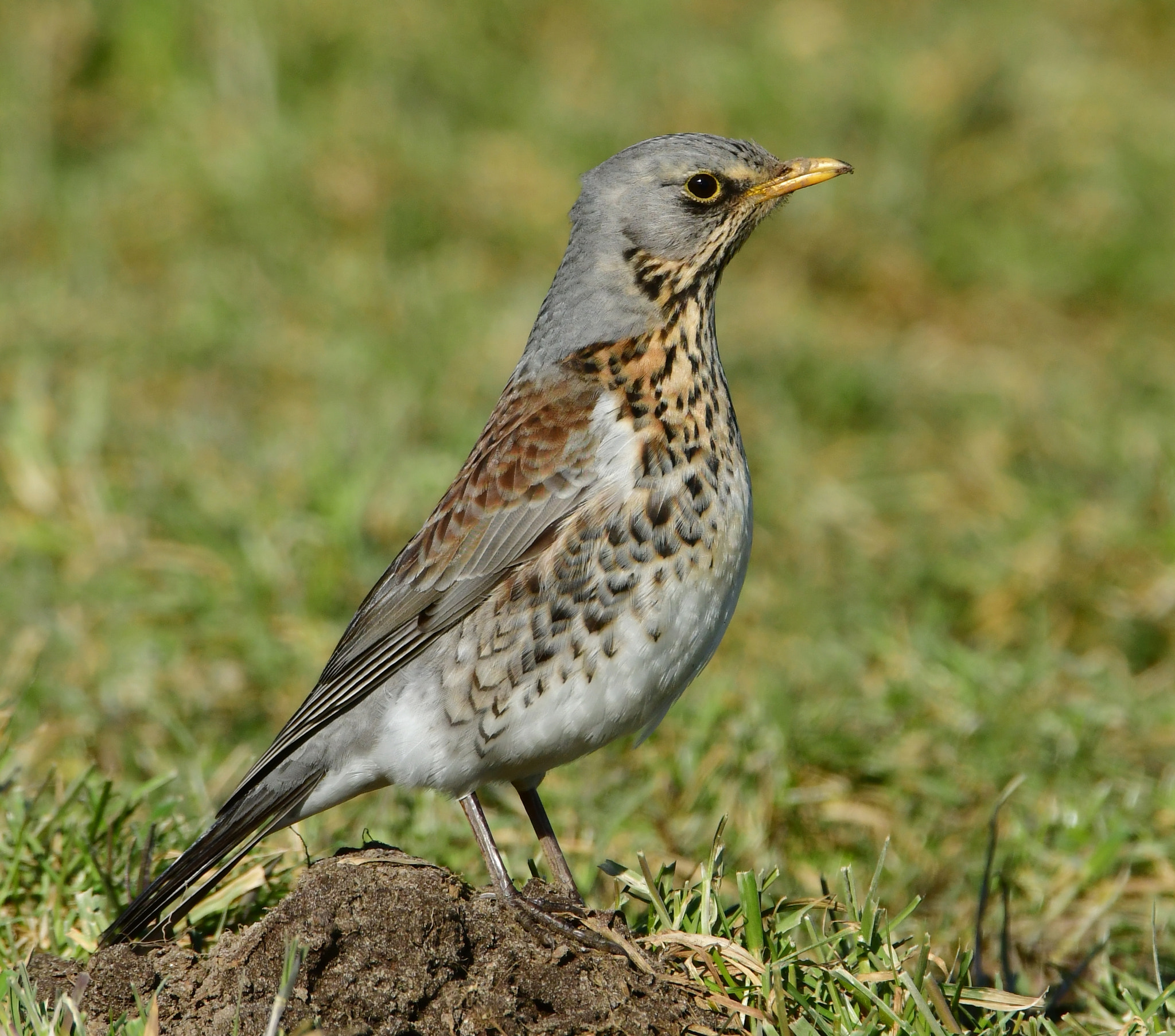 Nikon D500 + Nikon AF-S Nikkor 500mm F4G ED VR sample photo. Kramsvogel photography
