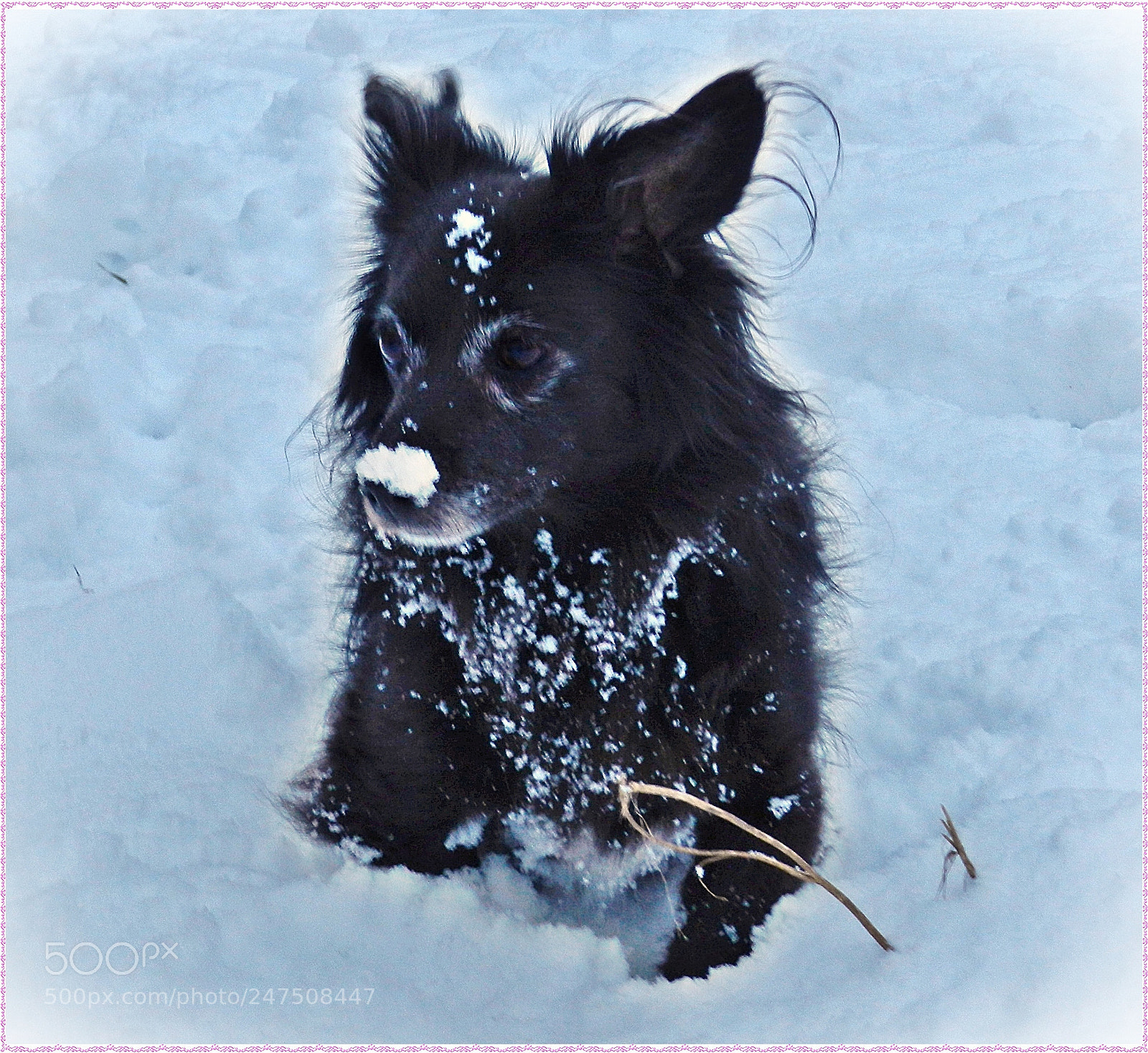 Nikon Coolpix P500 sample photo. Cold dog photography