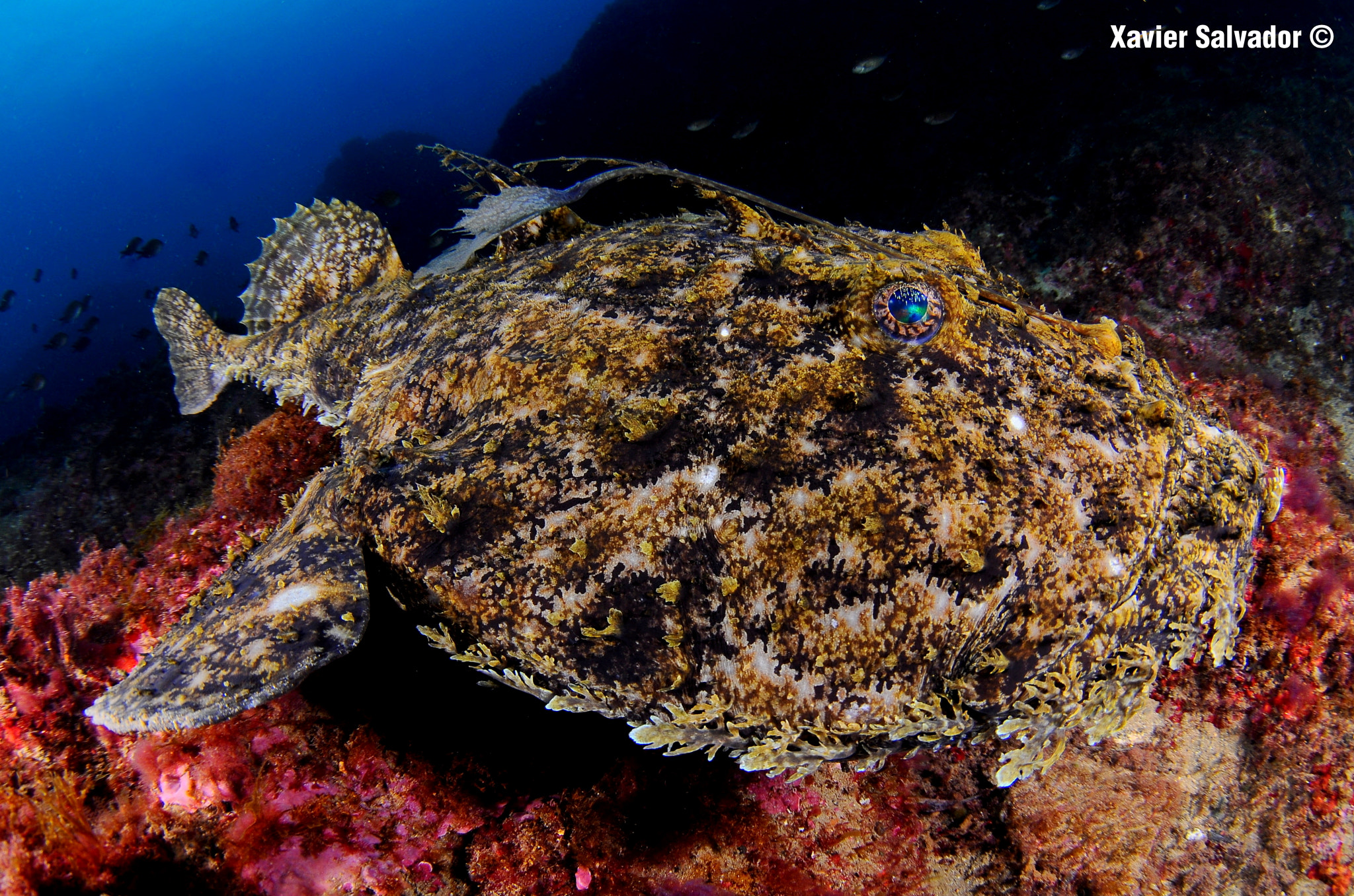 Nikon D90 sample photo. The swimming monkfish photography