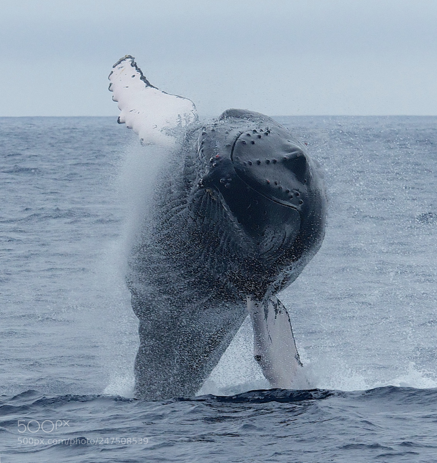 Canon EOS-1D X sample photo. Whale breaching bermuda photography