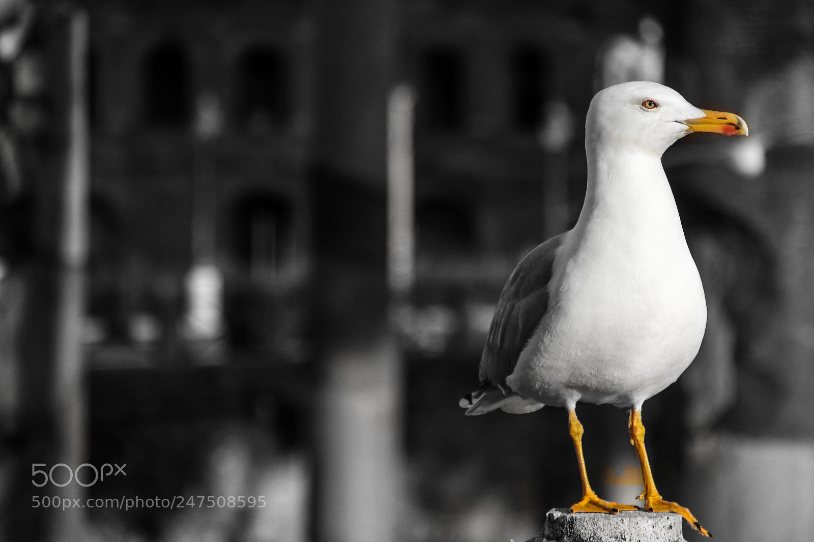 Canon EOS 1200D (EOS Rebel T5 / EOS Kiss X70 / EOS Hi) sample photo. Seagull photography