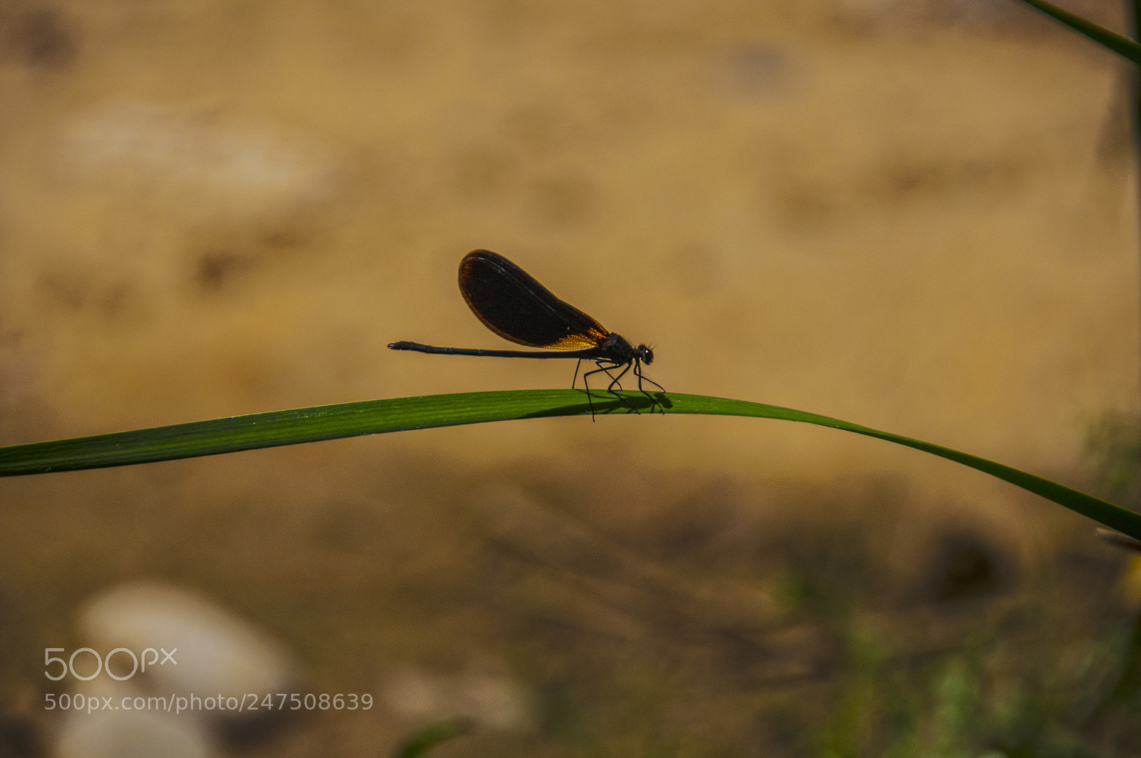 Nikon D90 sample photo. Jpg photography