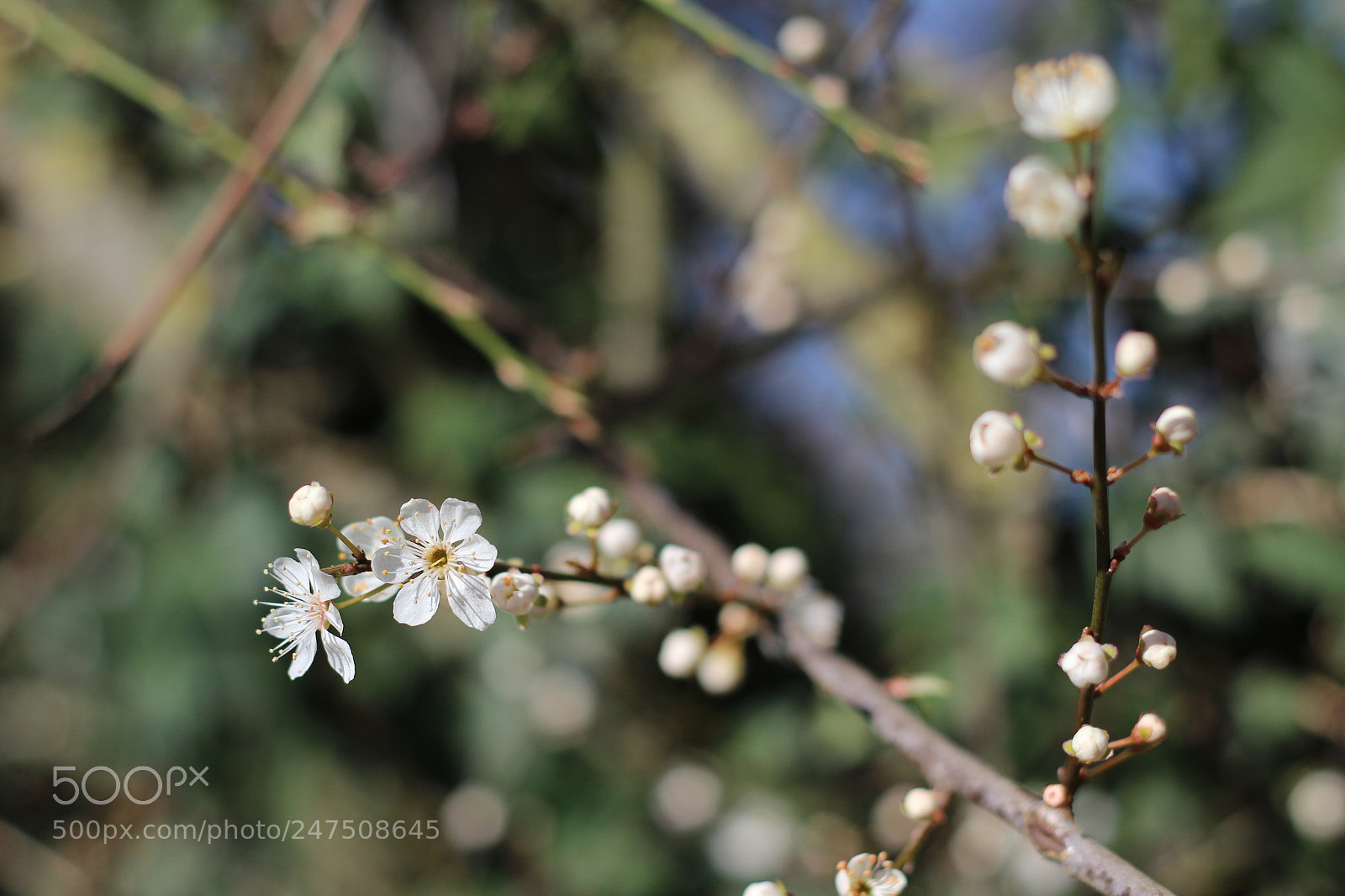 Canon EOS 600D (Rebel EOS T3i / EOS Kiss X5) + Canon EF 50mm F1.8 II sample photo. Little white flower close photography