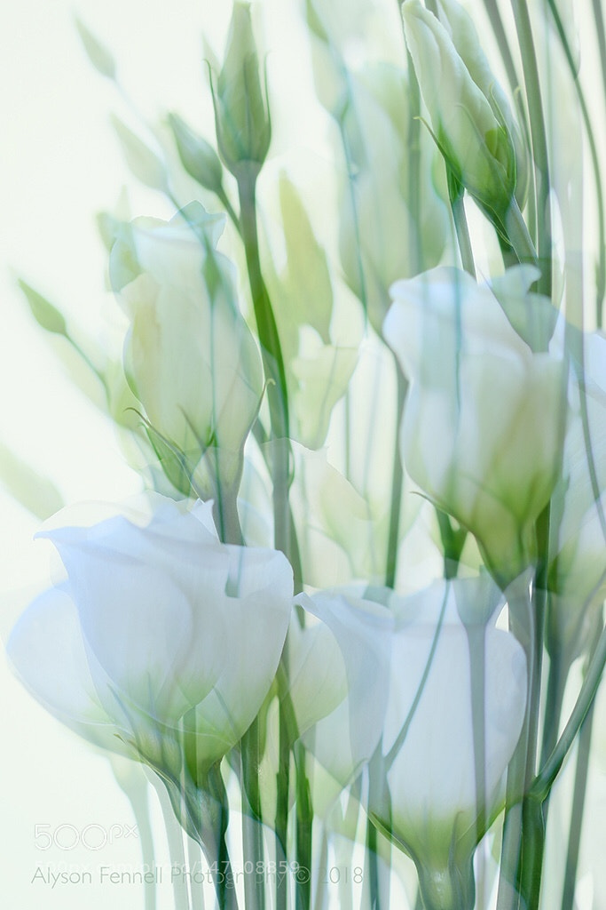 Canon EOS 7D Mark II sample photo. Painterly lisianthus photography