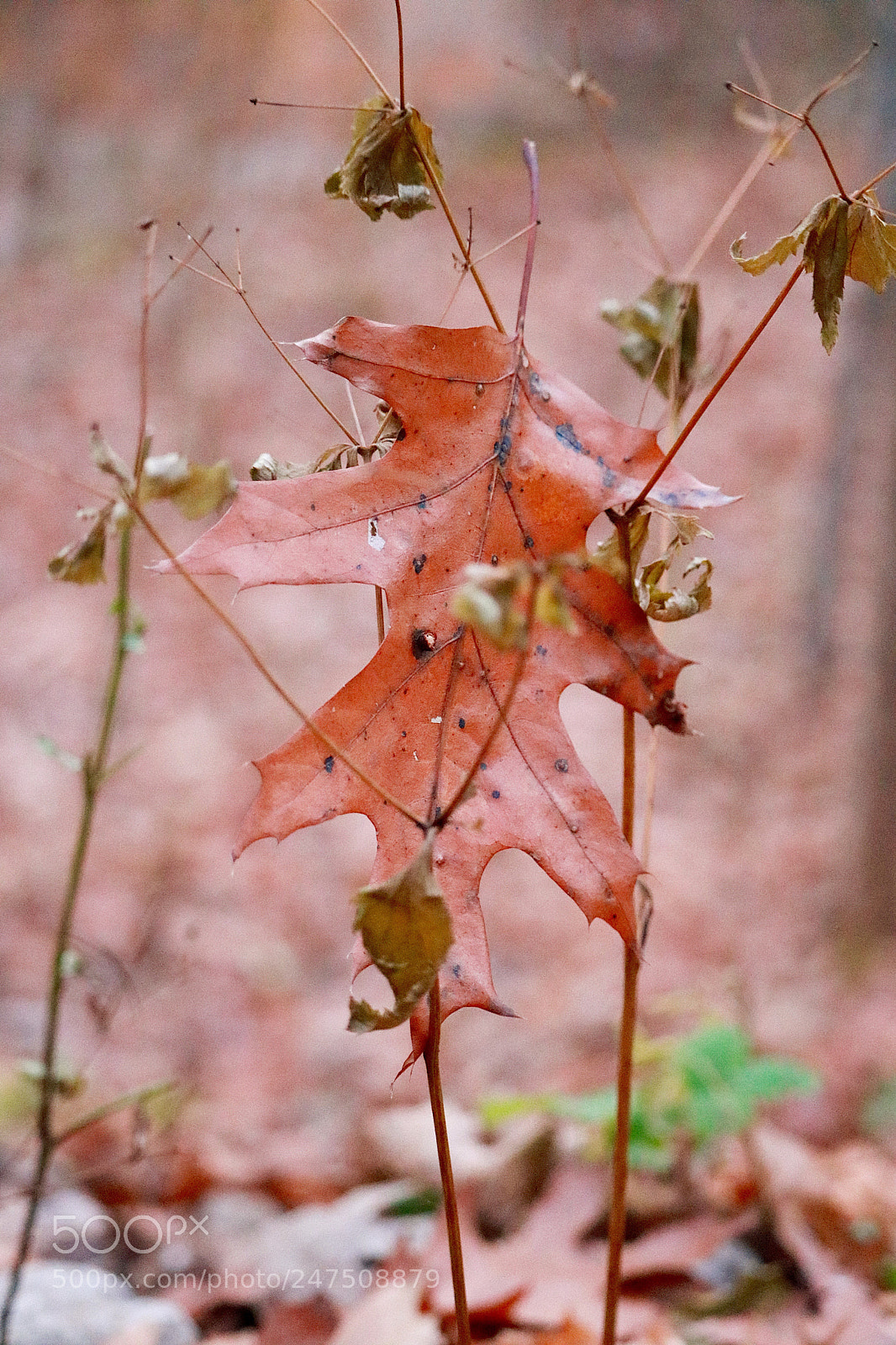 Canon EOS 750D (EOS Rebel T6i / EOS Kiss X8i) sample photo. Autumn photography