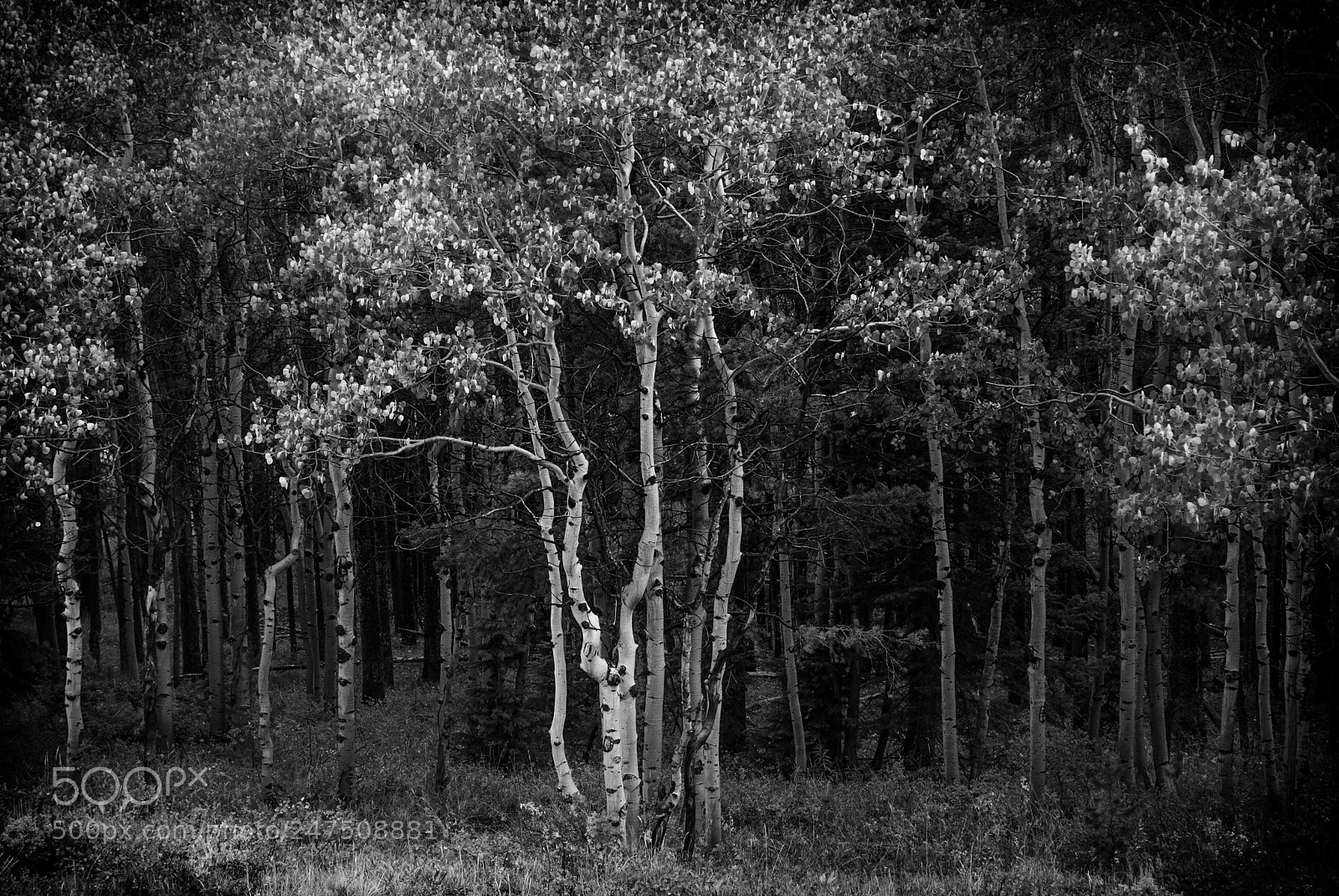 Nikon D200 sample photo. Aspen in b&w photography