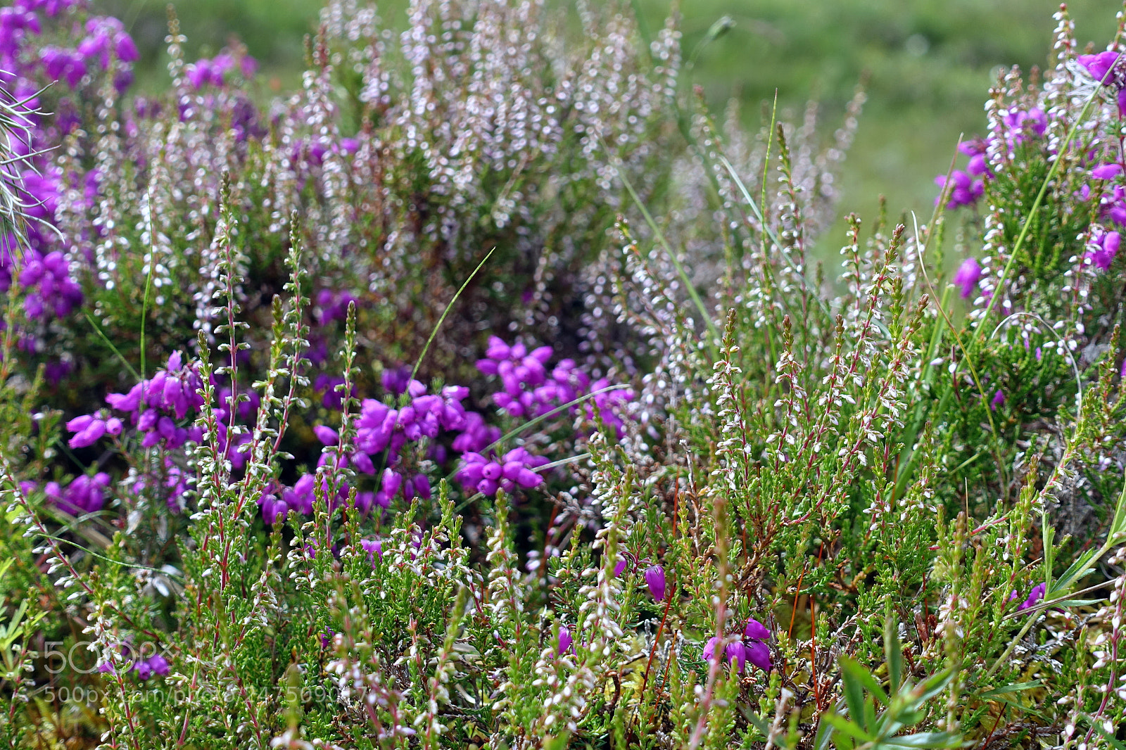 Sony Cyber-shot DSC-RX100 III sample photo. Hiking in scotland photography